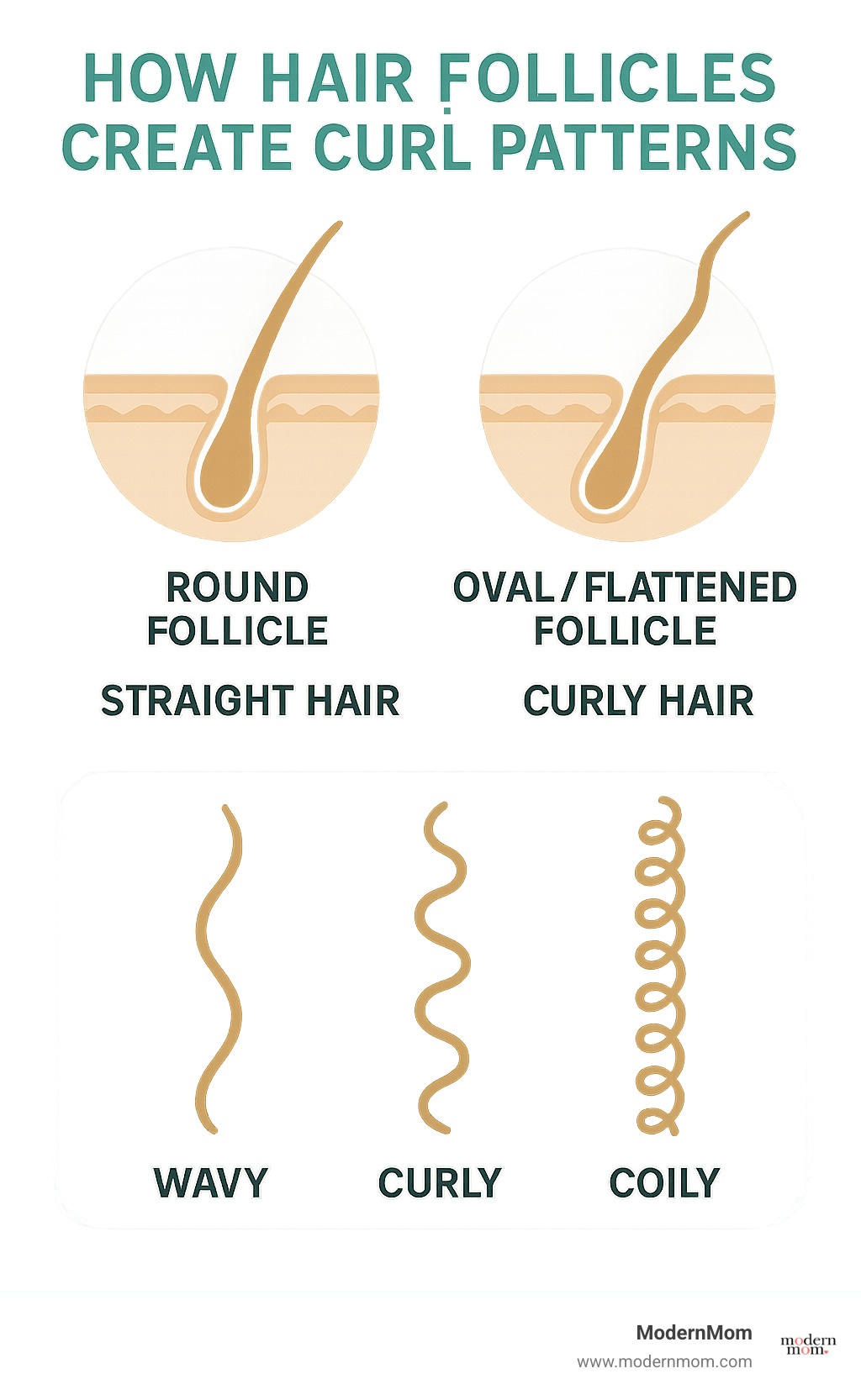 infographic showing how different hair follicle shapes create straight versus curly hair patterns, with cross-sections of round follicles producing straight hair and oval/flattened follicles creating various curl patterns from loose waves to tight coils - baby curly hair products infographic 