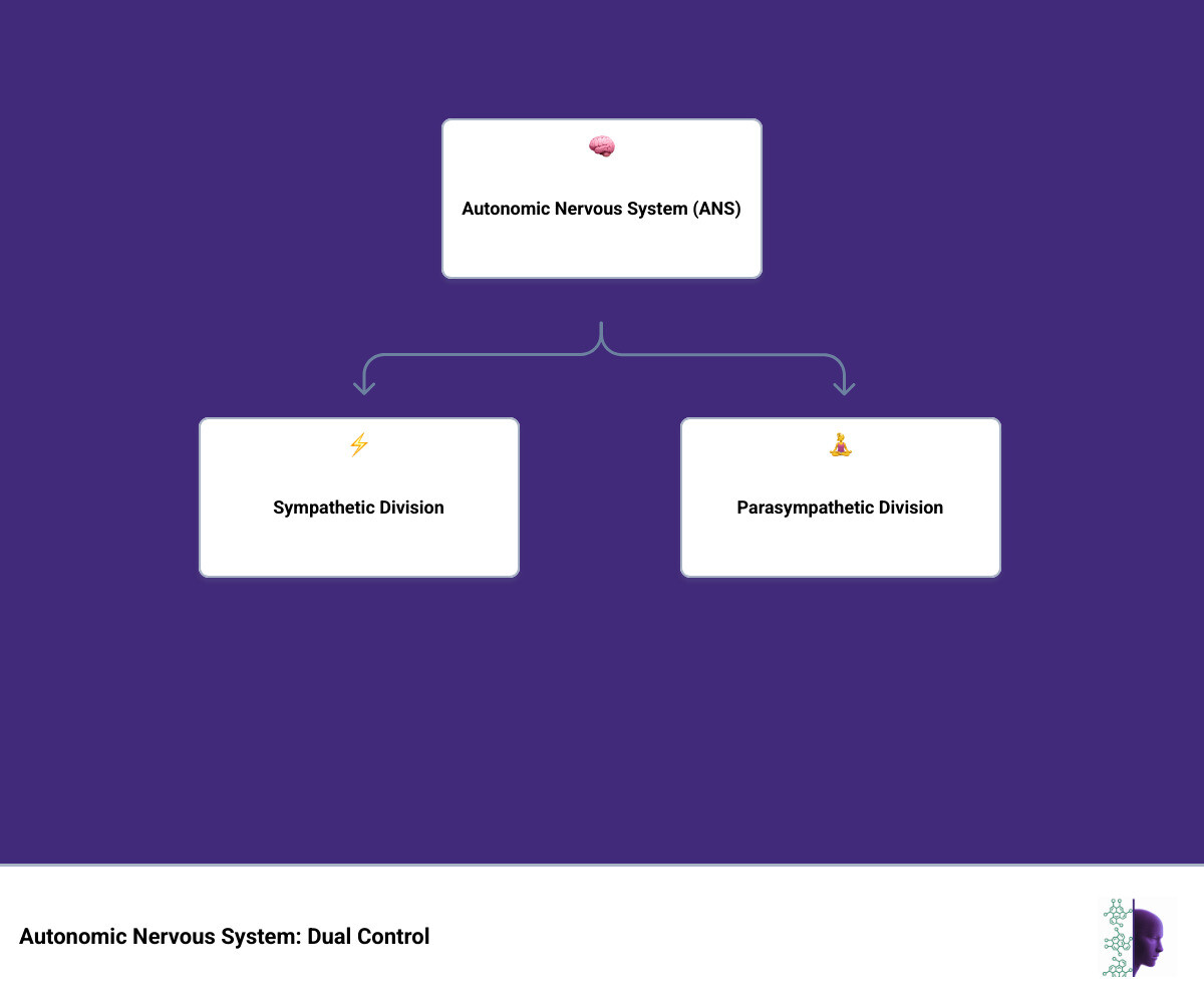 Detailed anatomical diagram showing the autonomic nervous system divisions, including the central nervous system (brain and spinal system), peripheral nervous system branches, and the sympathetic and parasympathetic pathways with their respective origins, ganglia locations, and target organs - function of sympathetic and parasympathetic nervous system infographic hierarchy