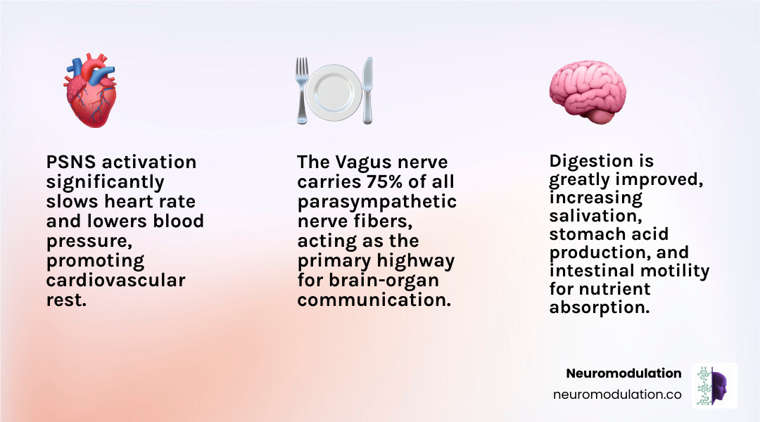 Comprehensive breakdown of parasympathetic nervous system activation showing the pathway from vagus nerve stimulation through neurotransmitter release to organ-specific responses including decreased heart rate, increased digestion, pupil constriction, and improved immune function with detailed anatomical illustrations - activation of the parasympathetic nervous system results in infographic 3_facts_emoji_light-gradient Comprehensive breakdown of parasympathetic nervous system activation showing the pathway from vagus nerve stimulation through neurotransmitter release to organ-specific responses including decreased heart rate, increased digestion, pupil constriction, and improved immune function with detailed anatomical illustrations - activation of the parasympathetic nervous system results in infographic 3_facts_emoji_light-gradient