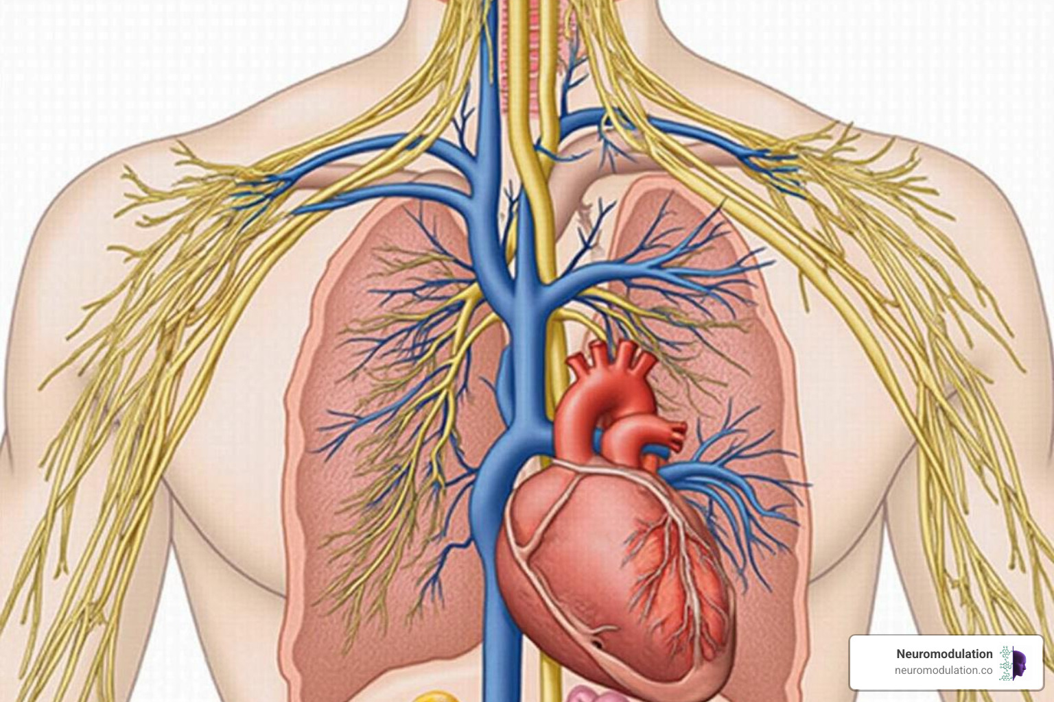 Detailed anatomical illustration of the vagus nerve's path, showing its origin from the brainstem and its extensive branches innervating the heart, lungs, and abdominal organs - vagus parasympathetic function