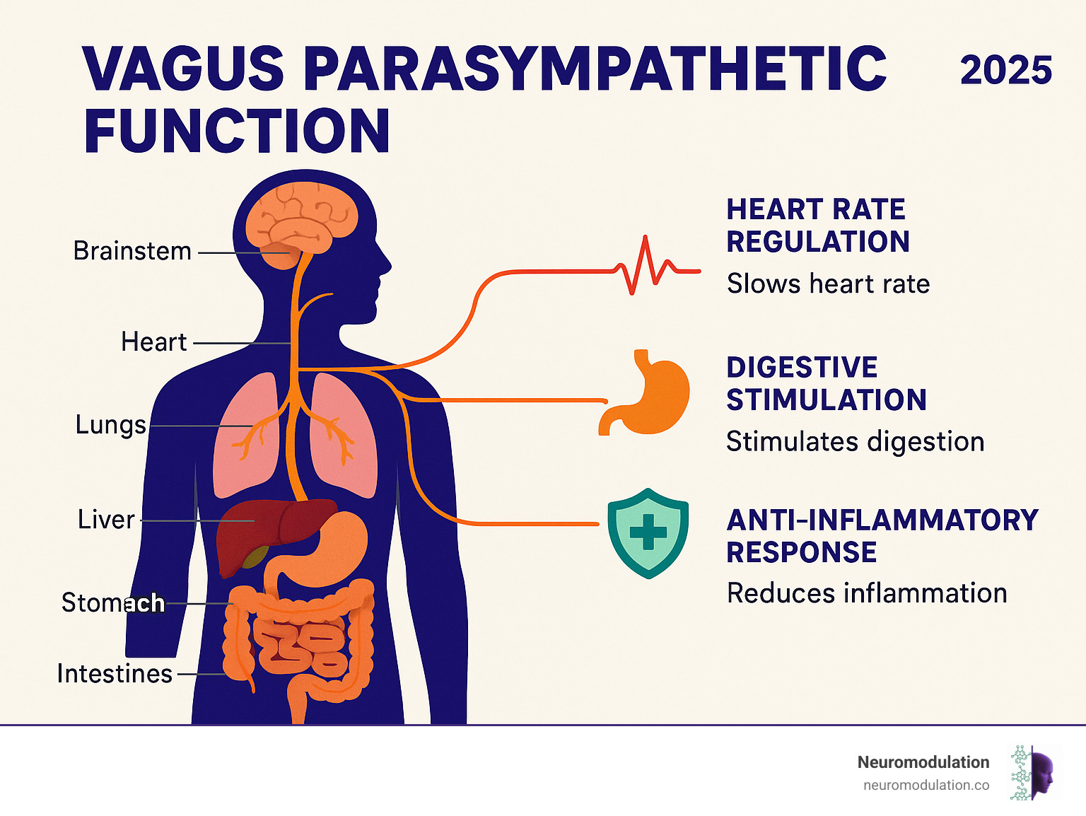 Comprehensive diagram showing vagus nerve pathway from brainstem through neck, chest and abdomen, with labeled branches connecting to heart, lungs, liver, stomach and intestines, highlighting parasympathetic functions including heart rate regulation, digestive stimulation, and anti-inflammatory responses - vagus parasympathetic function infographic 
