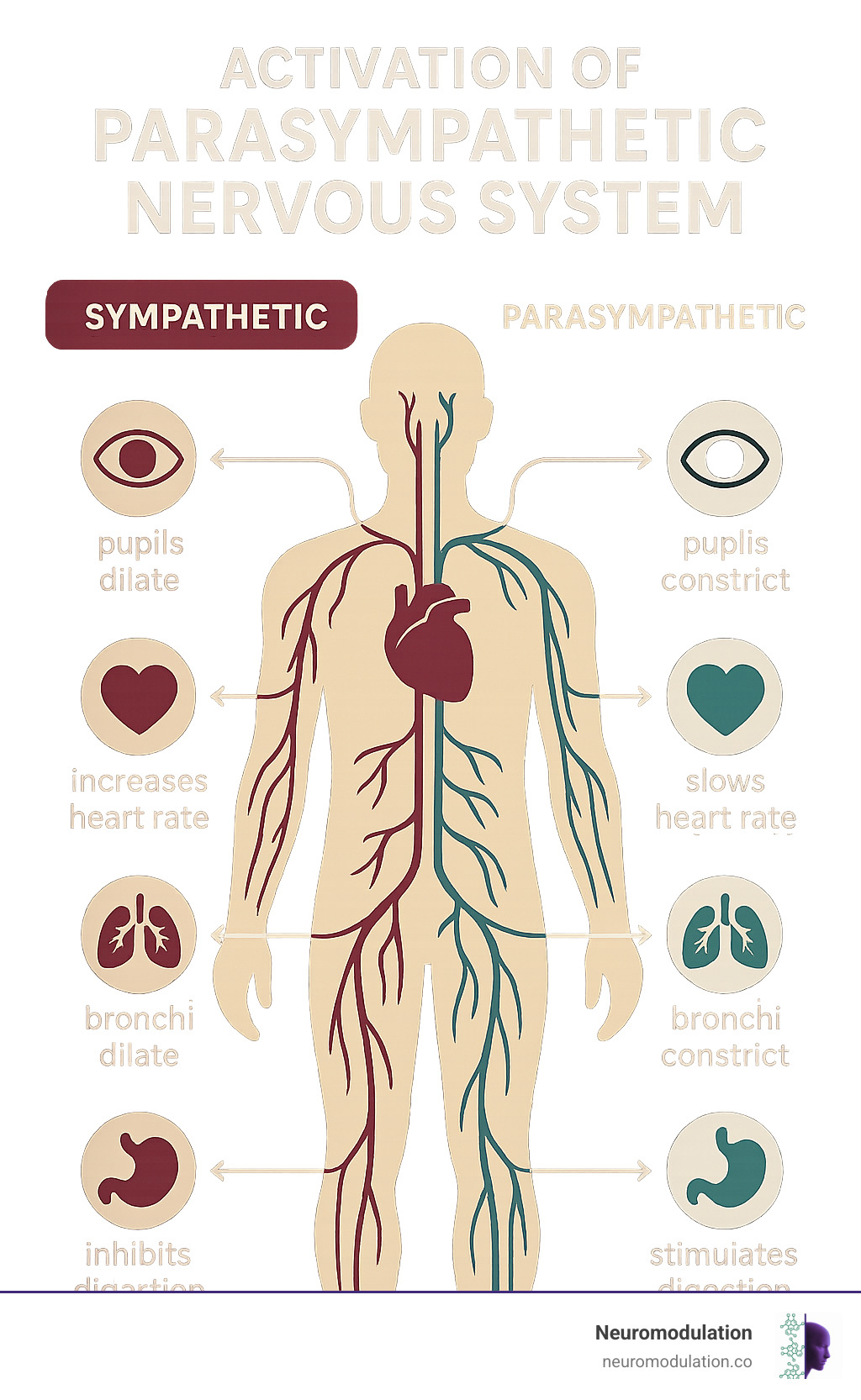 Infographic explaining the difference between the sympathetic and parasympathetic nervous systems, showing their contrasting effects on organs like heart, lungs, digestion, and pupils - activation of parasympathetic nervous system infographic 