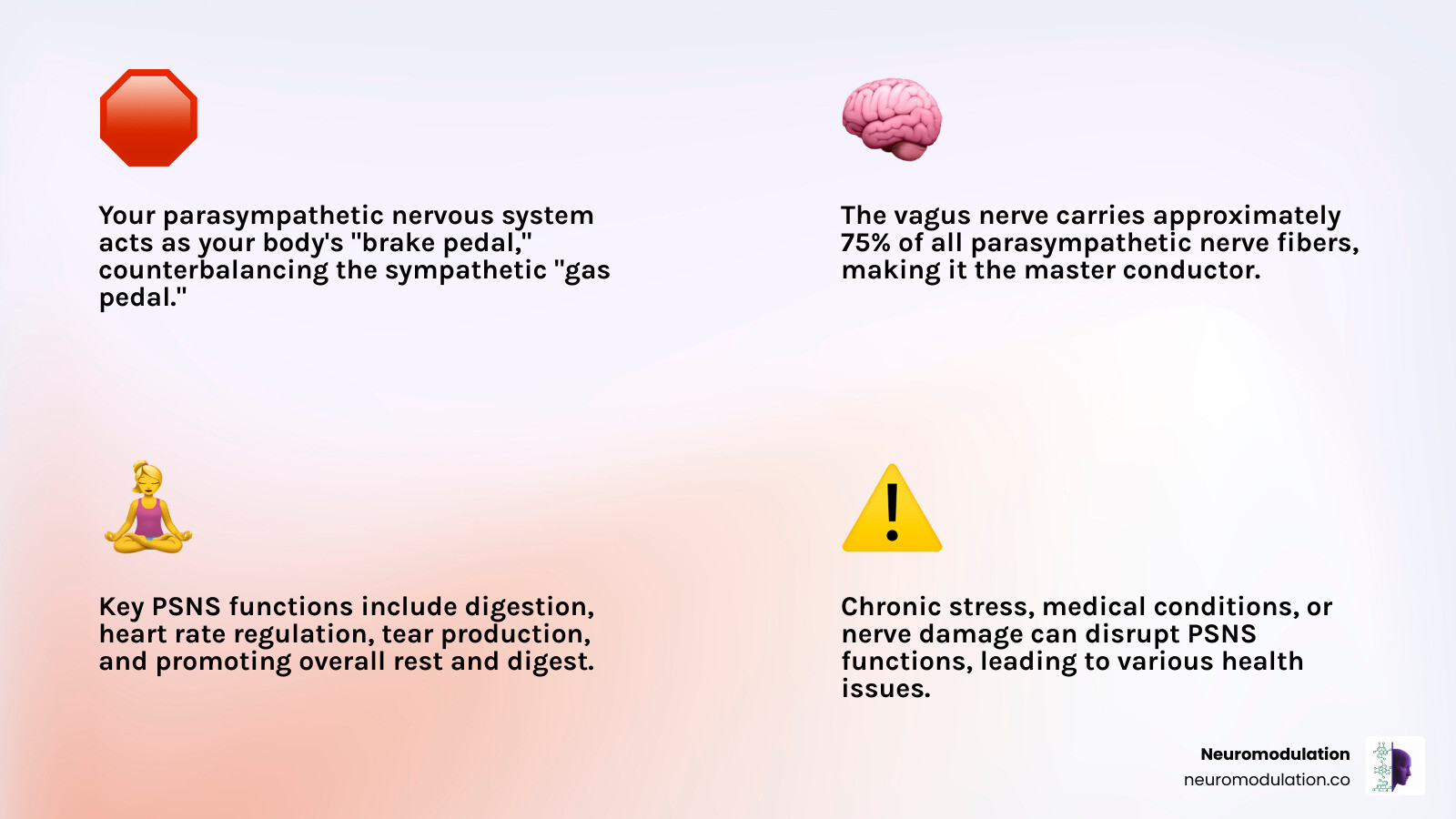 Detailed infographic showing the parasympathetic nervous system pathways from brainstem and sacral spinal cord to target organs, including the vagus nerve's extensive innervation of heart, lungs, and digestive tract, with clear labels of neurotransmitters and receptor types - parasympathetic nervous system function examples infographic 4_facts_emoji_light-gradient