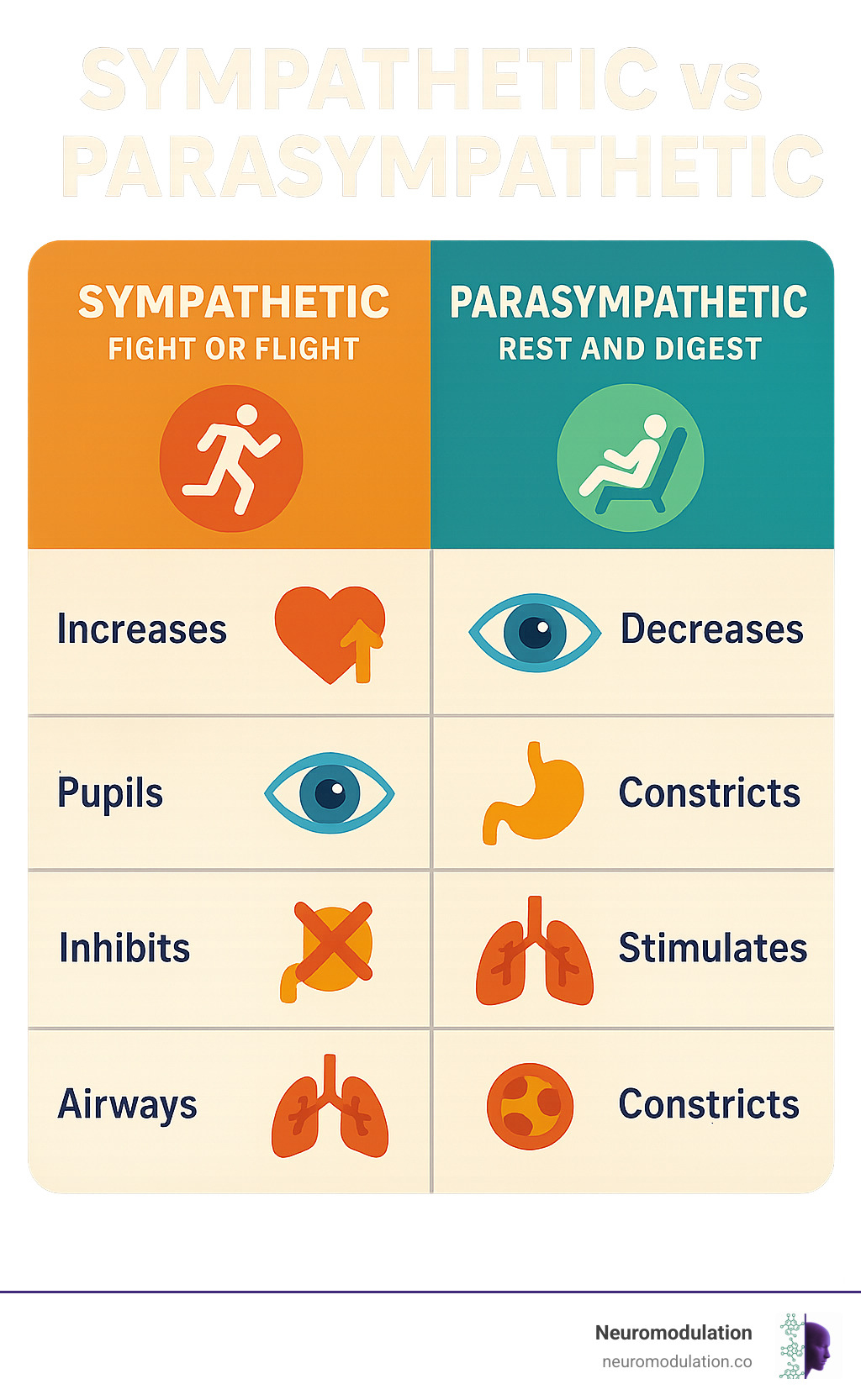 Table comparing Sympathetic (Fight or Flight) and Parasympathetic (Rest and Digest) functions side-by-side, including effects on heart rate, pupils, digestion, and airways - parasympathetic nervous system function examples infographic 