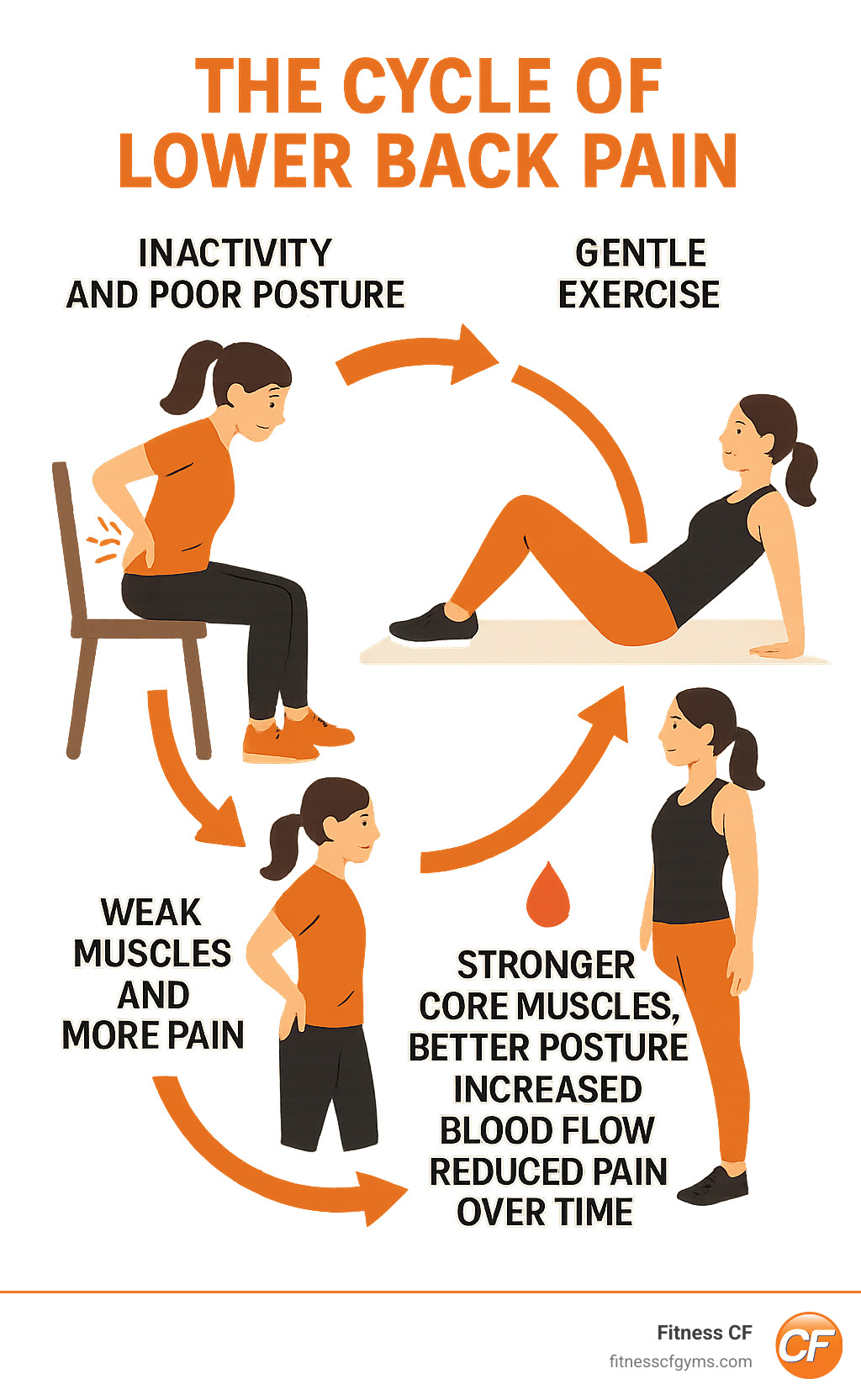 Infographic showing the cycle of lower back pain: inactivity and poor posture leading to weak muscles and more pain, versus the positive cycle of gentle exercise leading to stronger core muscles, better posture, increased blood flow, and reduced pain over time - how to work out with lower back pain infographic 