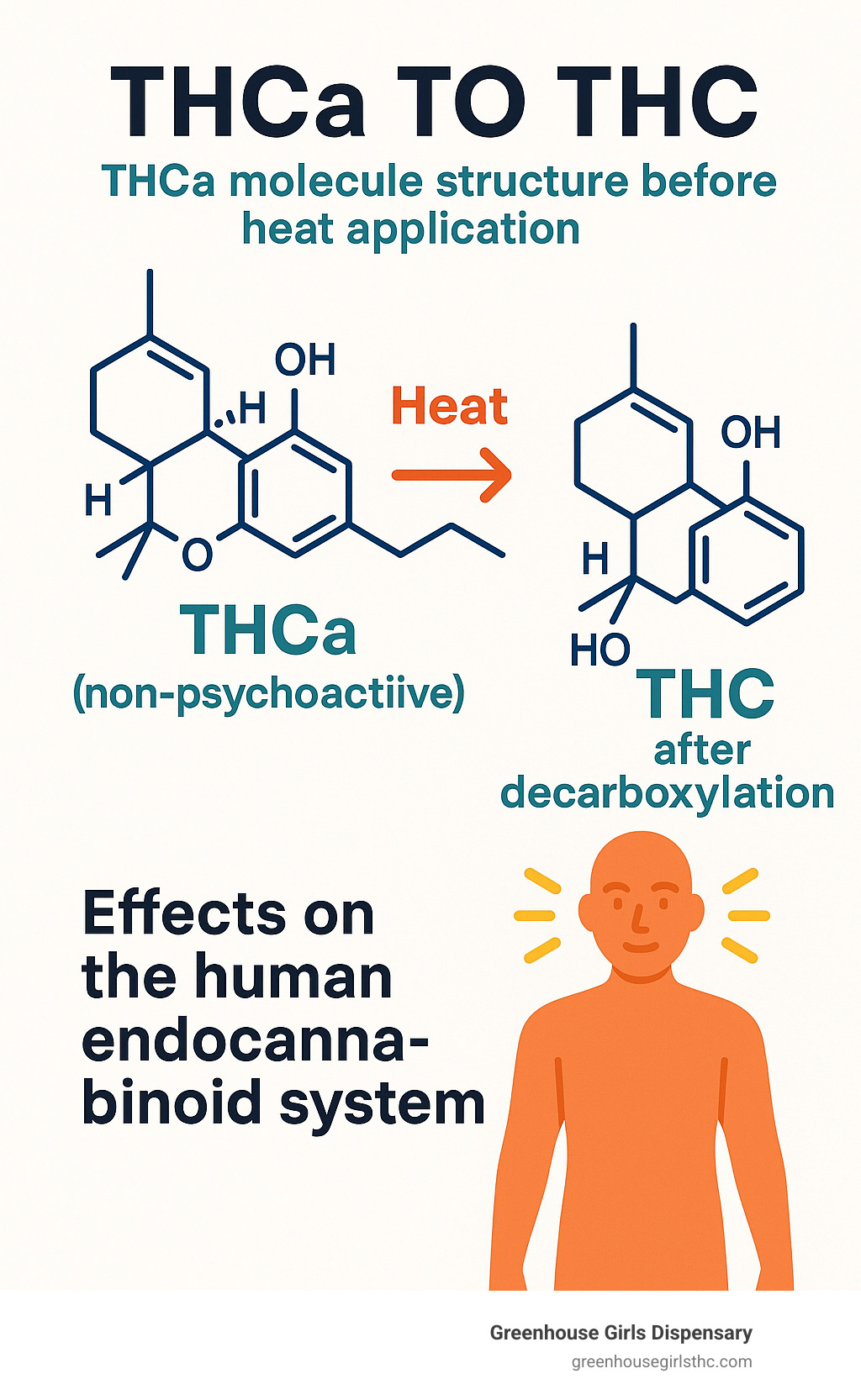 Detailed infographic showing THCa molecule structure before heat application (non-psychoactive) and THC molecule structure after decarboxylation through heat, with arrows indicating the conversion process and effects on the human endocannabinoid system - THCa delivery Florida infographic 