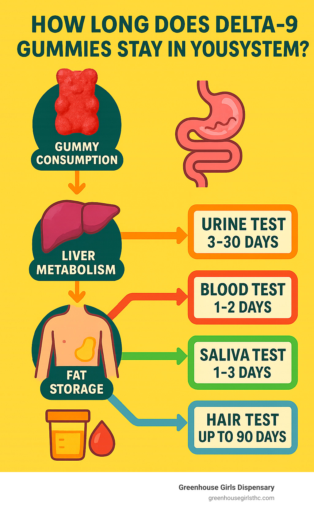 Infographic showing the journey of Delta-9 THC from gummy consumption through digestion, liver metabolism, fat storage, and eventual detection in urine, blood, saliva and hair tests with corresponding timeframes - how long does delta 9 gummies stay in your system infographic 