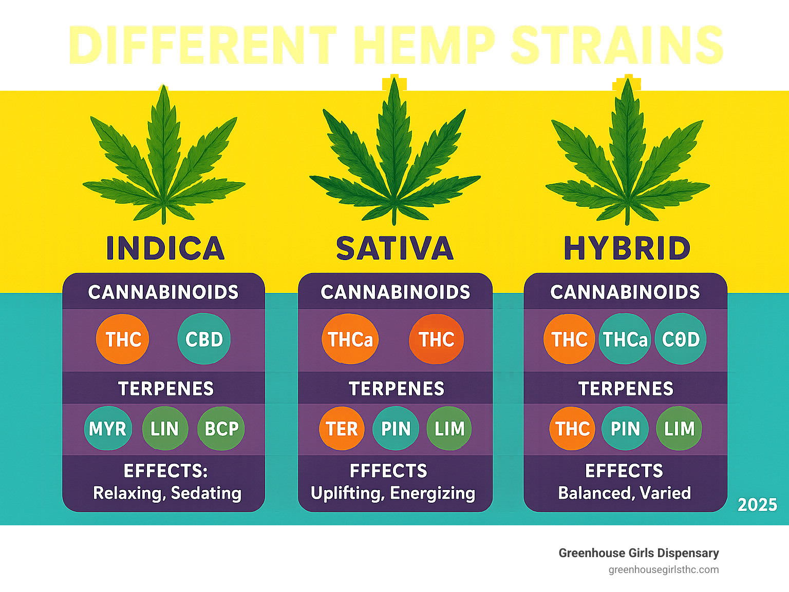 Comprehensive breakdown of hemp strain categories showing Indica, Sativa, and Hybrid classifications with their typical cannabinoid profiles, common terpene combinations, and associated effects for each type - Different hemp strains infographic 