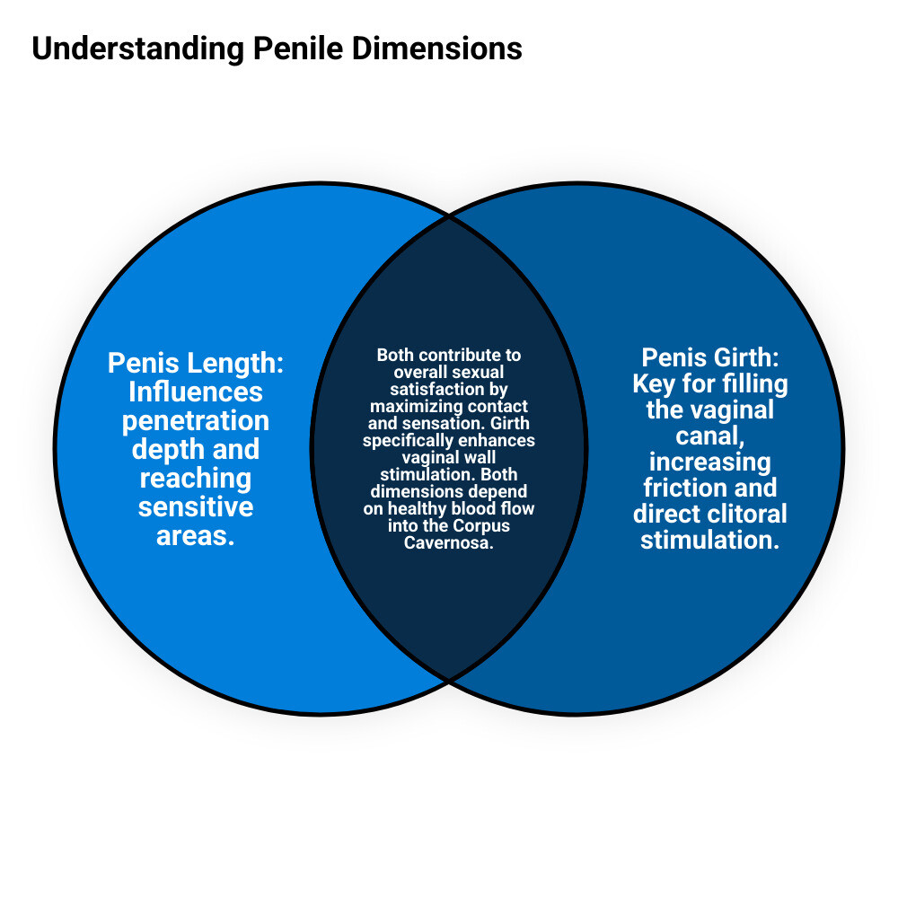 Infographic showing the difference between penis length and girth measurements, with anatomical cross-section highlighting Corpus Cavernosa chambers and their role in sexual satisfaction through increased contact with vaginal walls - penis girth exercises infographic venn_diagram