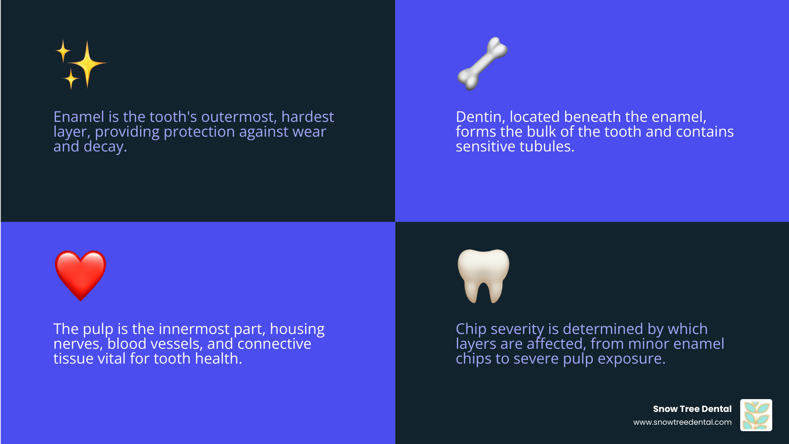 Infographic explaining the anatomy of a tooth, showing enamel, dentin, and pulp layers - chipped tooth repair infographic 4_facts_emoji_blue