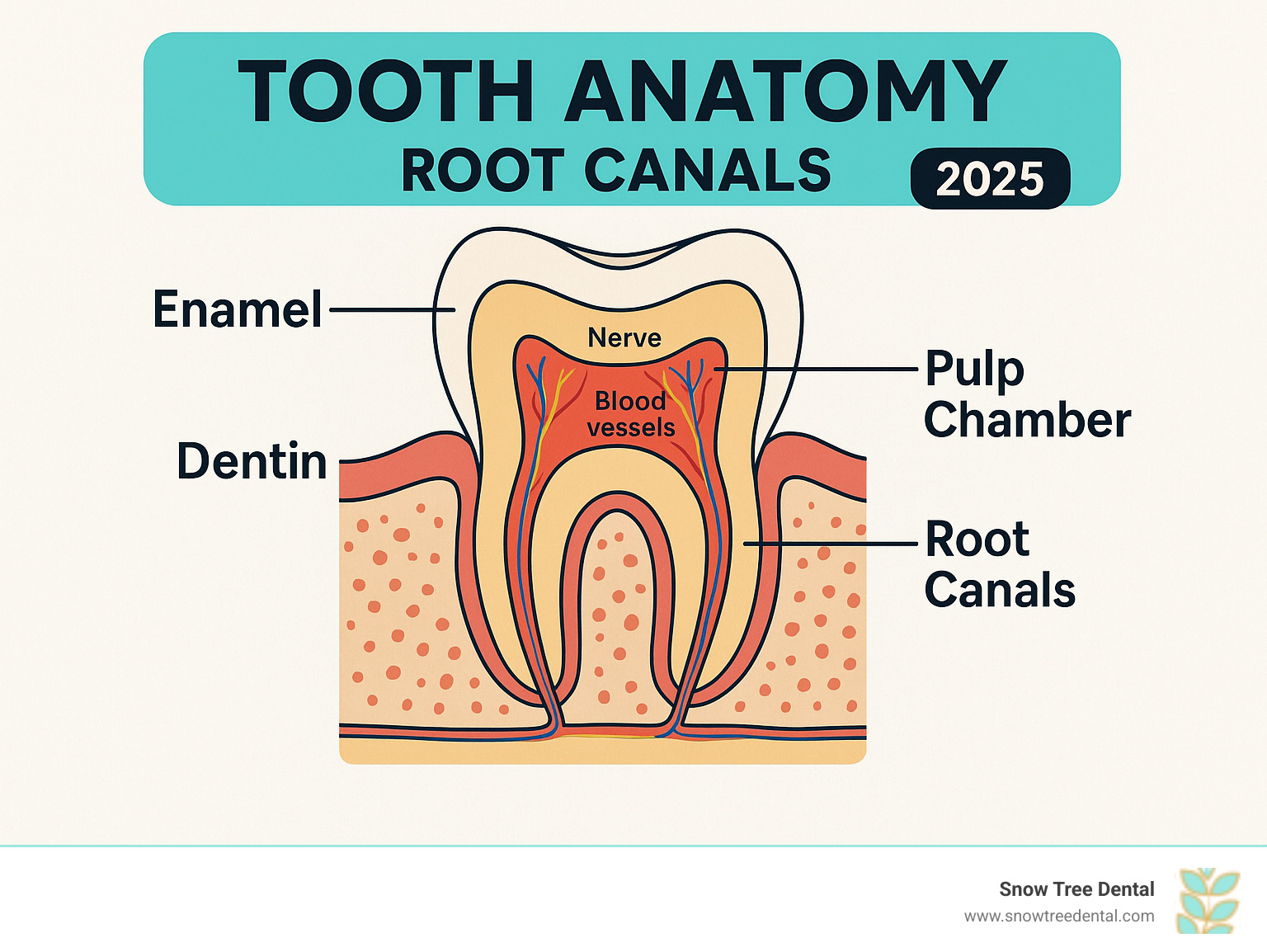 Detailed infographic showing tooth anatomy with labeled cross-section displaying outer enamel layer, middle dentin layer, inner pulp chamber containing nerves and blood vessels, and root canals extending through tooth roots - root canal treatment infographic 
