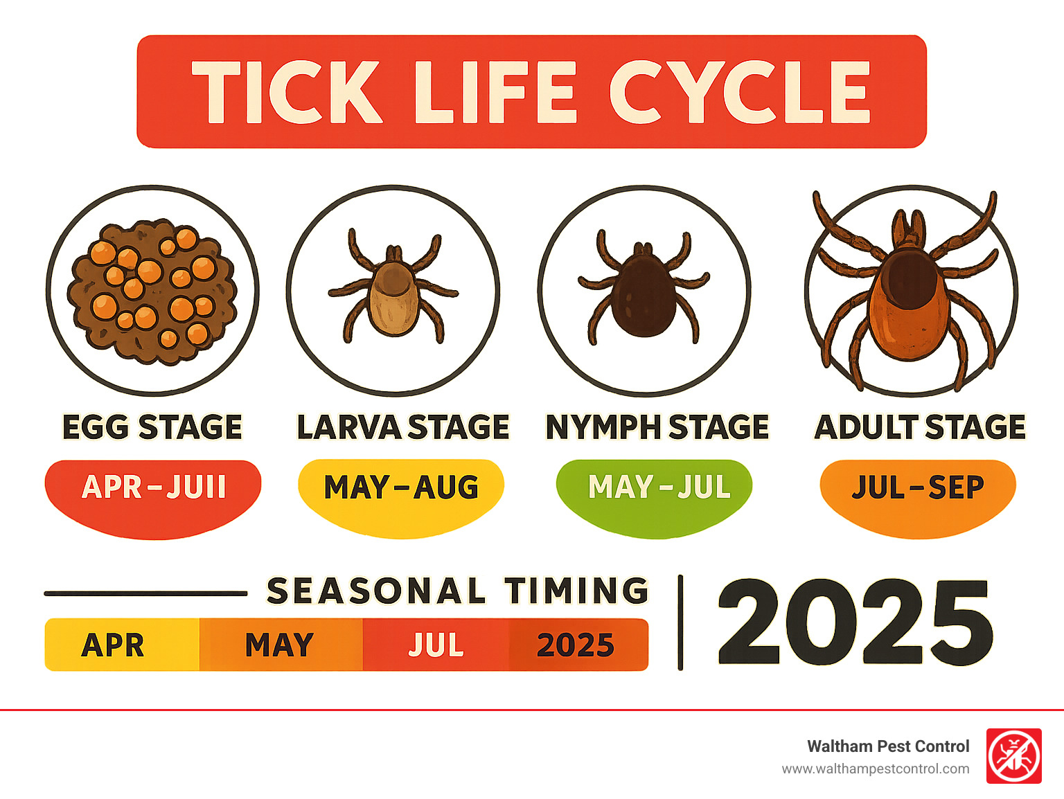 Infographic showing the four stages of tick life cycle: egg stage (clusters of tiny orange-brown eggs in soil), larva stage (six-legged seed tick), nymph stage (eight-legged poppy seed-sized tick), and adult stage (eight-legged fully mature tick), with seasonal timing indicators showing when each stage is most active throughout the year - pest control for ticks infographic Infographic showing the four stages of tick life cycle: egg stage (clusters of tiny orange-brown eggs in soil), larva stage (six-legged seed tick), nymph stage (eight-legged poppy seed-sized tick), and adult stage (eight-legged fully mature tick), with seasonal timing indicators showing when each stage is most active throughout the year - pest control for ticks infographic