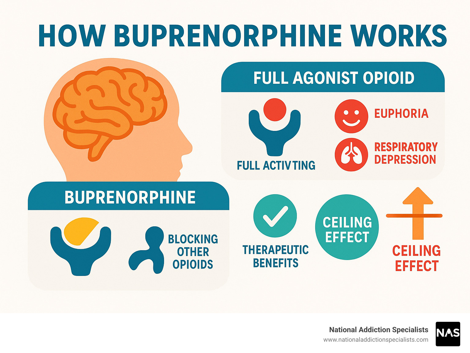 Detailed infographic showing opioid receptors in the brain, how full agonist opioids completely activate receptors causing euphoria and respiratory depression, versus buprenorphine as a partial agonist that only partially activates receptors providing therapeutic benefits while blocking other opioids and having a ceiling effect for safety - how buprenorphine works infographic 