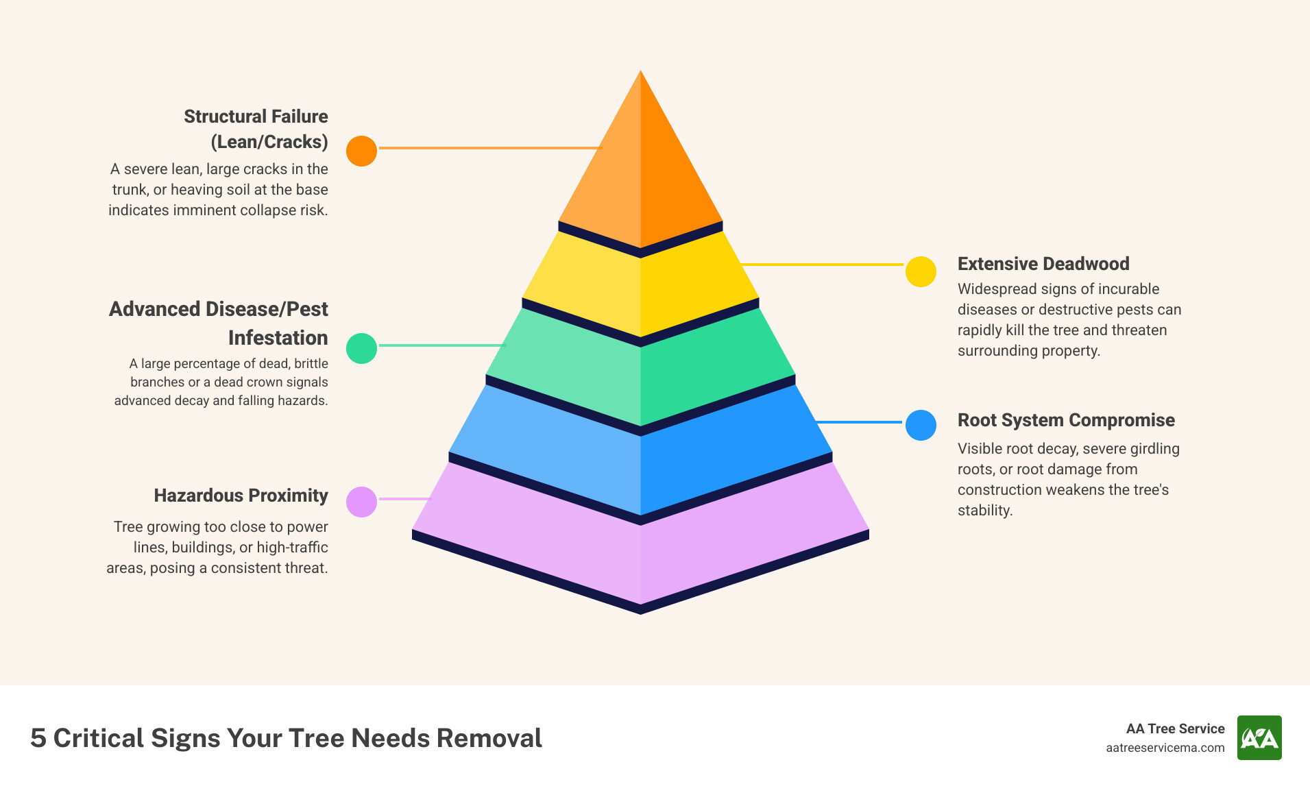 Comprehensive guide showing warning signs that indicate when a tree needs professional removal, including dead branches, trunk damage, root problems, and safety hazards around Medford MA properties - local medford tree removal service infographic pyramid-hierarchy-5-steps