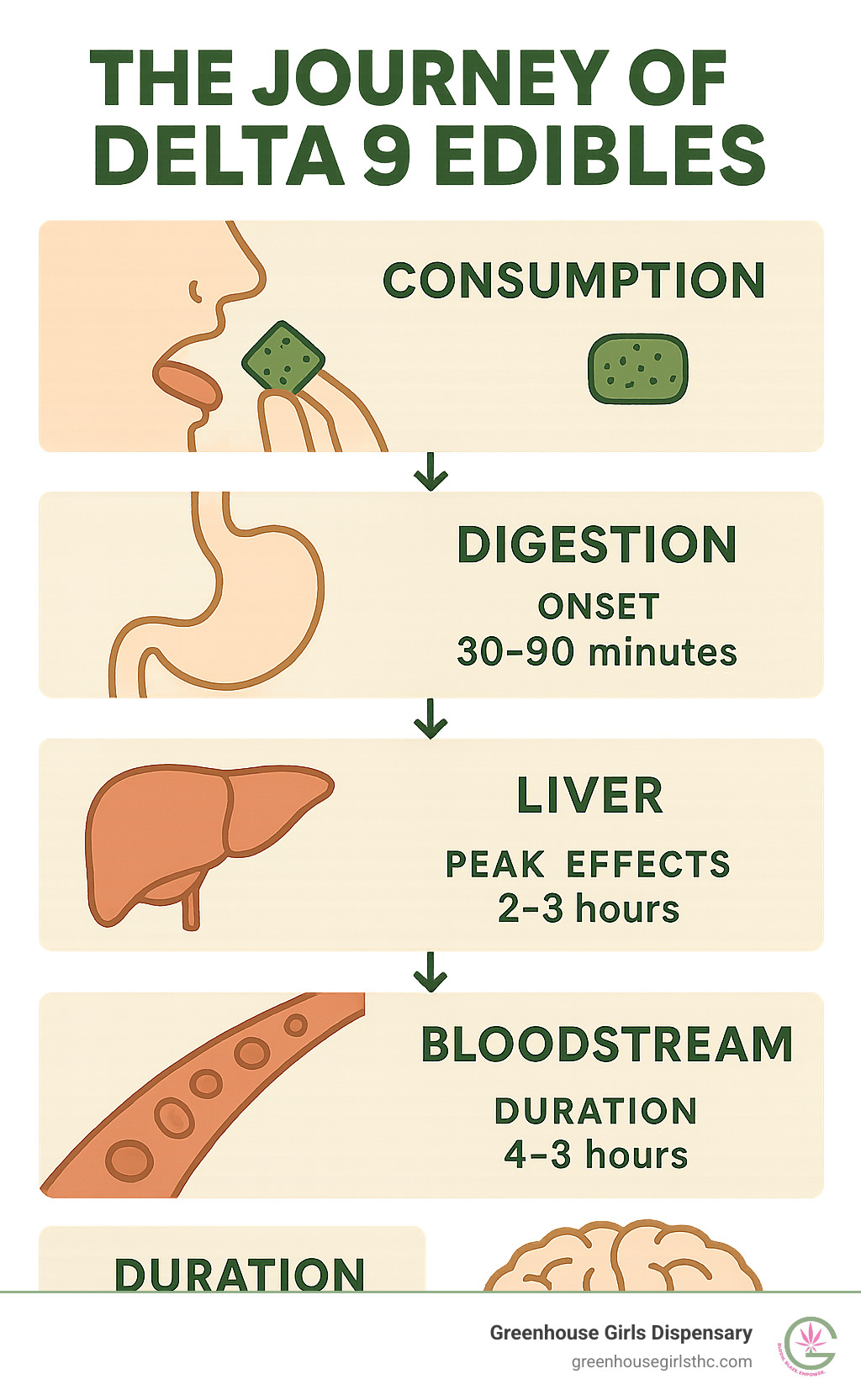 Complete guide showing the journey of delta 9 edibles from consumption through digestion, liver processing, bloodstream absorption, and brain effects, including timeline markers for onset, peak effects, and duration - delta 9 edibles infographic 