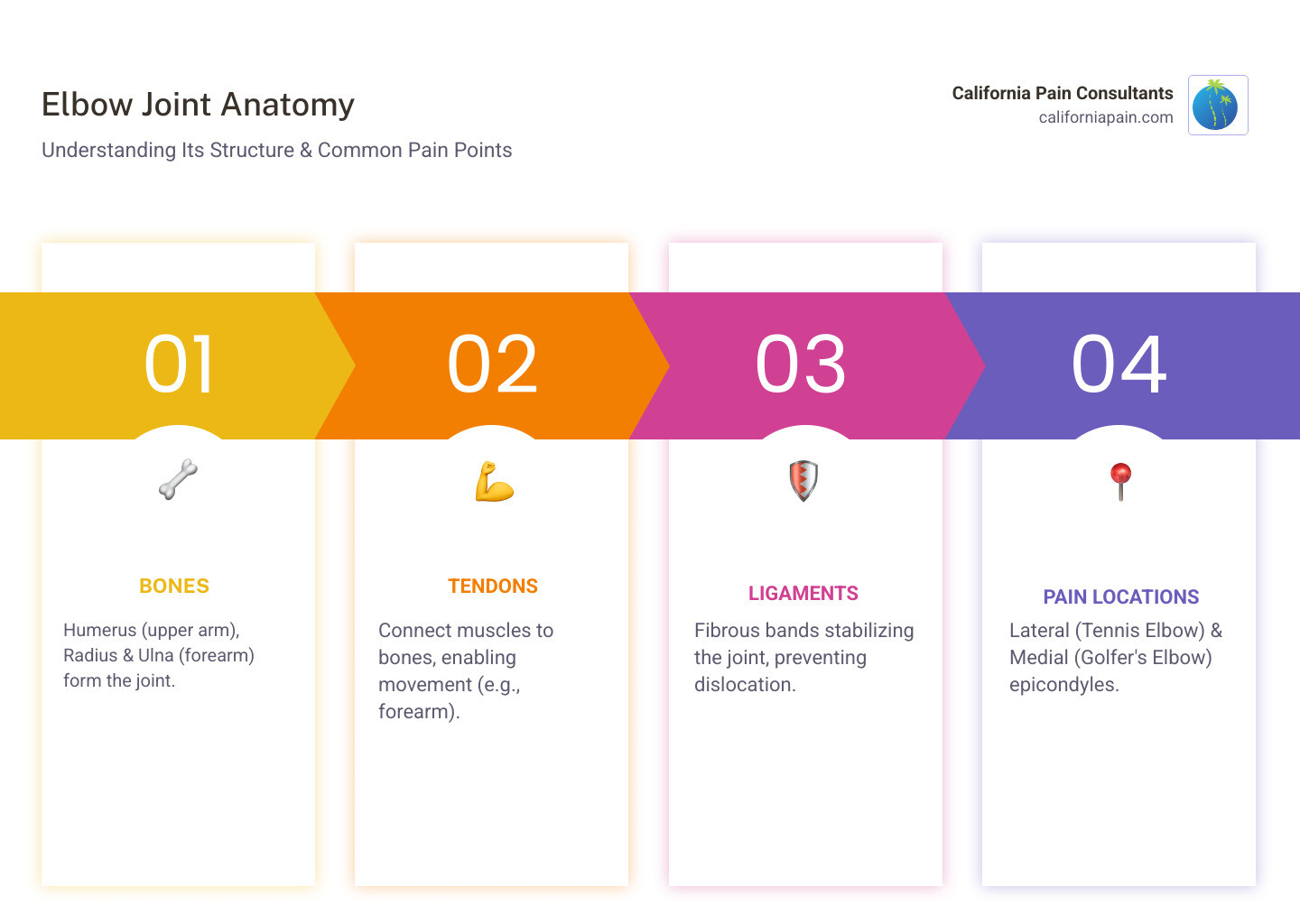 Comprehensive infographic showing elbow joint anatomy with labeled bones (humerus, radius, ulna), tendons connecting forearm muscles, ligaments stabilizing the joint, and common pain locations for tennis elbow and golfer's elbow with arrows indicating affected areas - Elbow pain solutions infographic pillar-4-steps