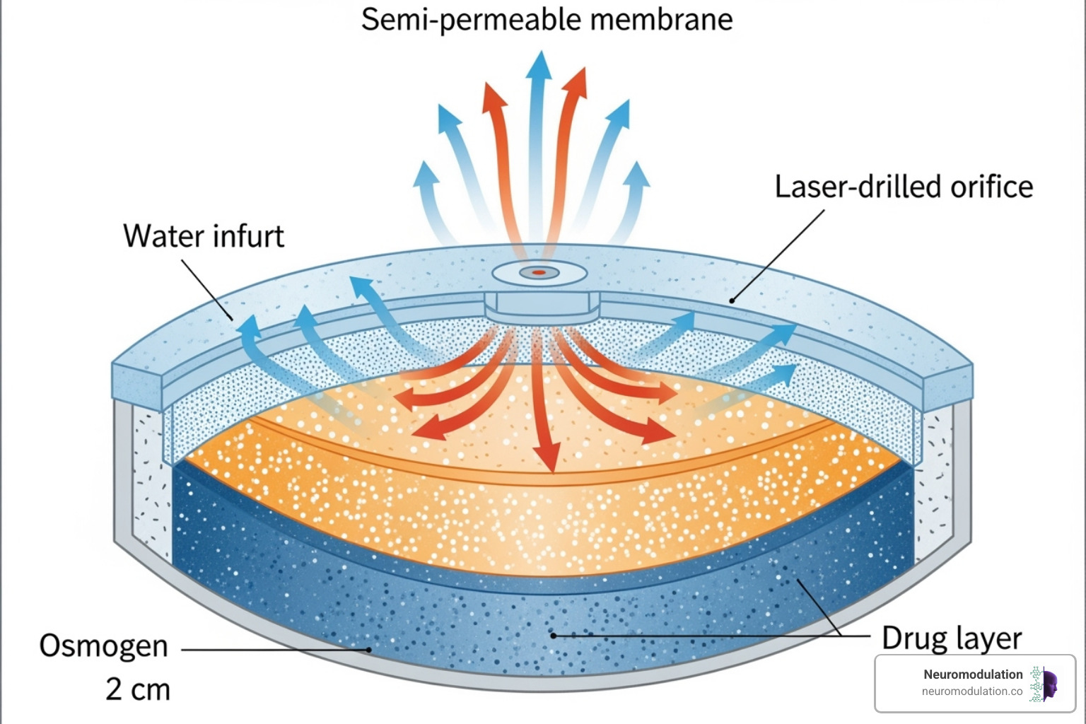 Image of a cross-section of an osmotically controlled tablet (OROS-CT) - colon targeted drug delivery system