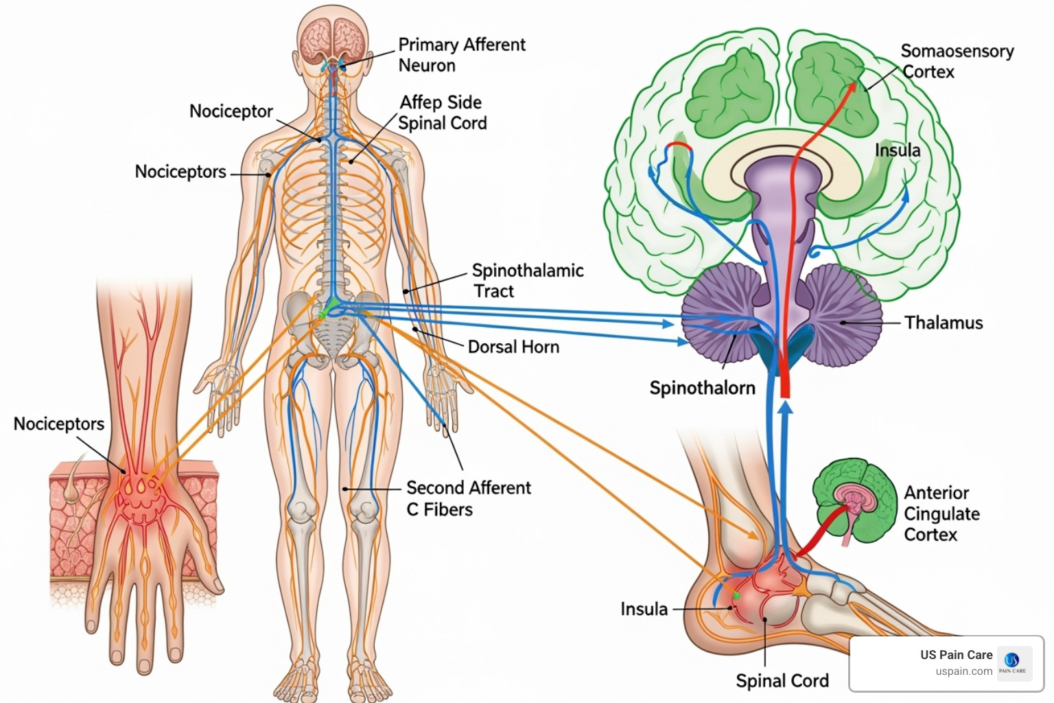 Diagram illustrating the nervous system pathways for nociceptive, neuropathic, and nociplastic pain, showing how different types of pain originate and are processed. - define pain