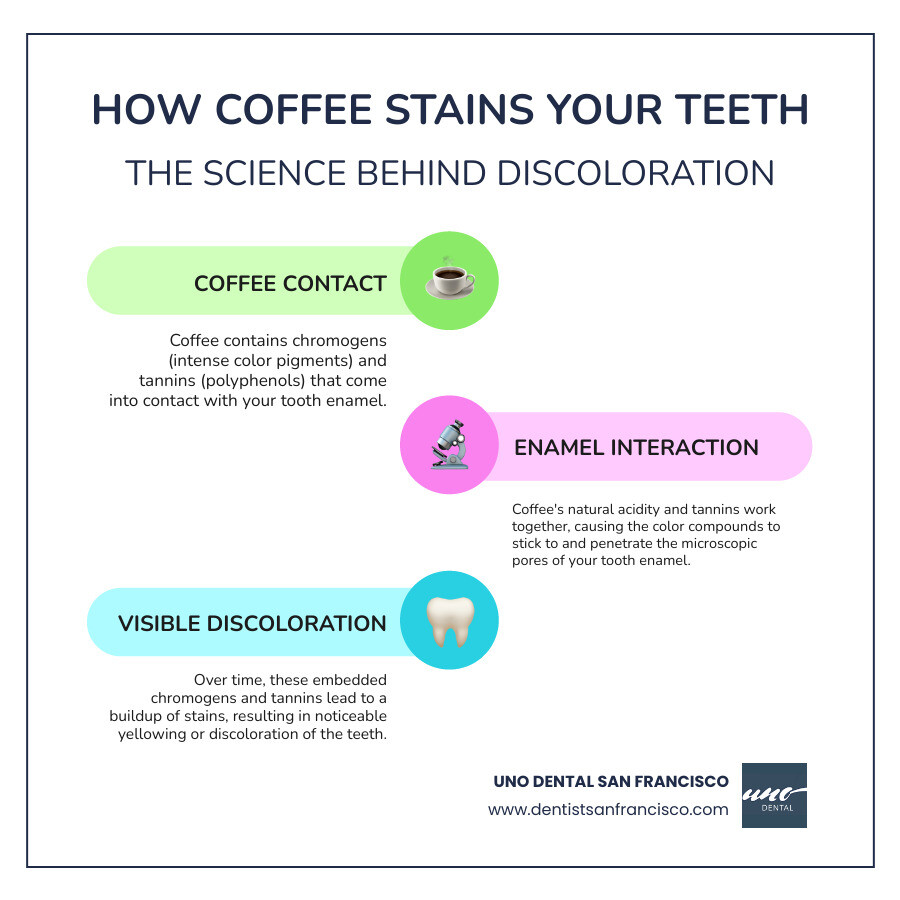 Infographic showing how coffee tannins and acids interact with tooth enamel, depicting the staining process from coffee contact through enamel penetration to visible discoloration - will coffee stain your teeth infographic infographic-line-3-steps-colors