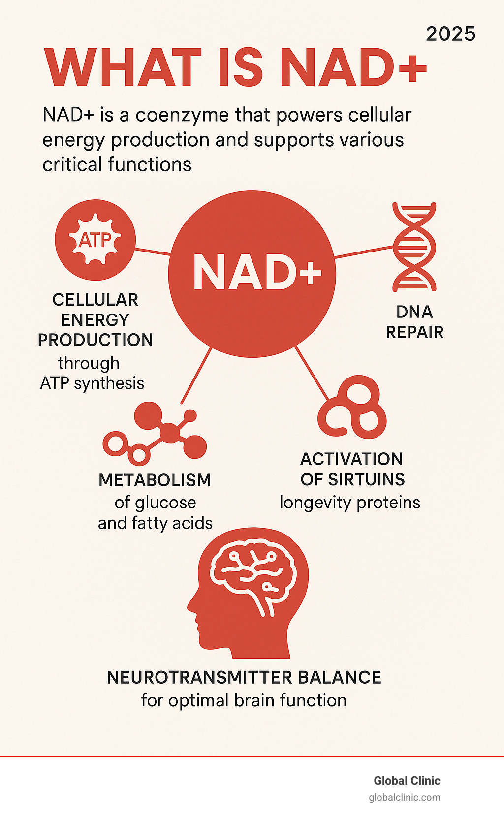 Infographic showing NAD+ as a coenzyme that powers cellular energy production through ATP synthesis, supports DNA repair mechanisms, activates sirtuin longevity proteins, regulates metabolism of glucose and fatty acids, and maintains neurotransmitter balance for optimal brain function - what is nad injections infographic 