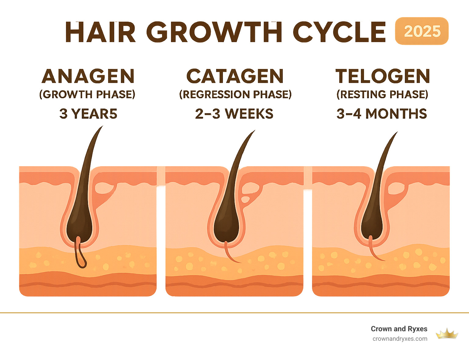 Detailed infographic showing the three phases of hair growth cycle: Anagen (growth phase lasting 3 years with 90% of hairs), Catagen (regression phase lasting 2-3 weeks), and Telogen (resting phase lasting 3-4 months), including visual representations of hair follicles at each stage - hair restoration information infographic 