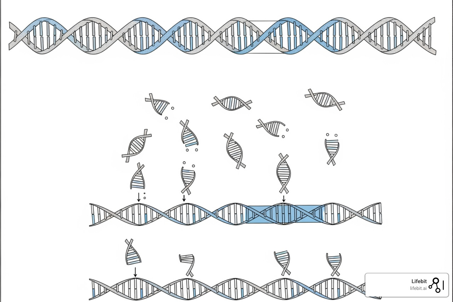 Image comparing how short reads and long reads assemble a genome, showing short reads struggling with repetitive regions while long reads span them - next-generation sequencing
