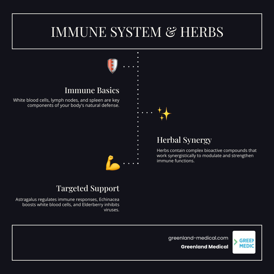 Comprehensive infographic showing the immune system components (white blood cells, lymph nodes, spleen) and how specific herbs like astragalus, echinacea, and elderberry support different immune pathways through their bioactive compounds - herbs for immune support infographic infographic-line-3-steps-dark Comprehensive infographic showing the immune system components (white blood cells, lymph nodes, spleen) and how specific herbs like astragalus, echinacea, and elderberry support different immune pathways through their bioactive compounds - herbs for immune support infographic infographic-line-3-steps-dark