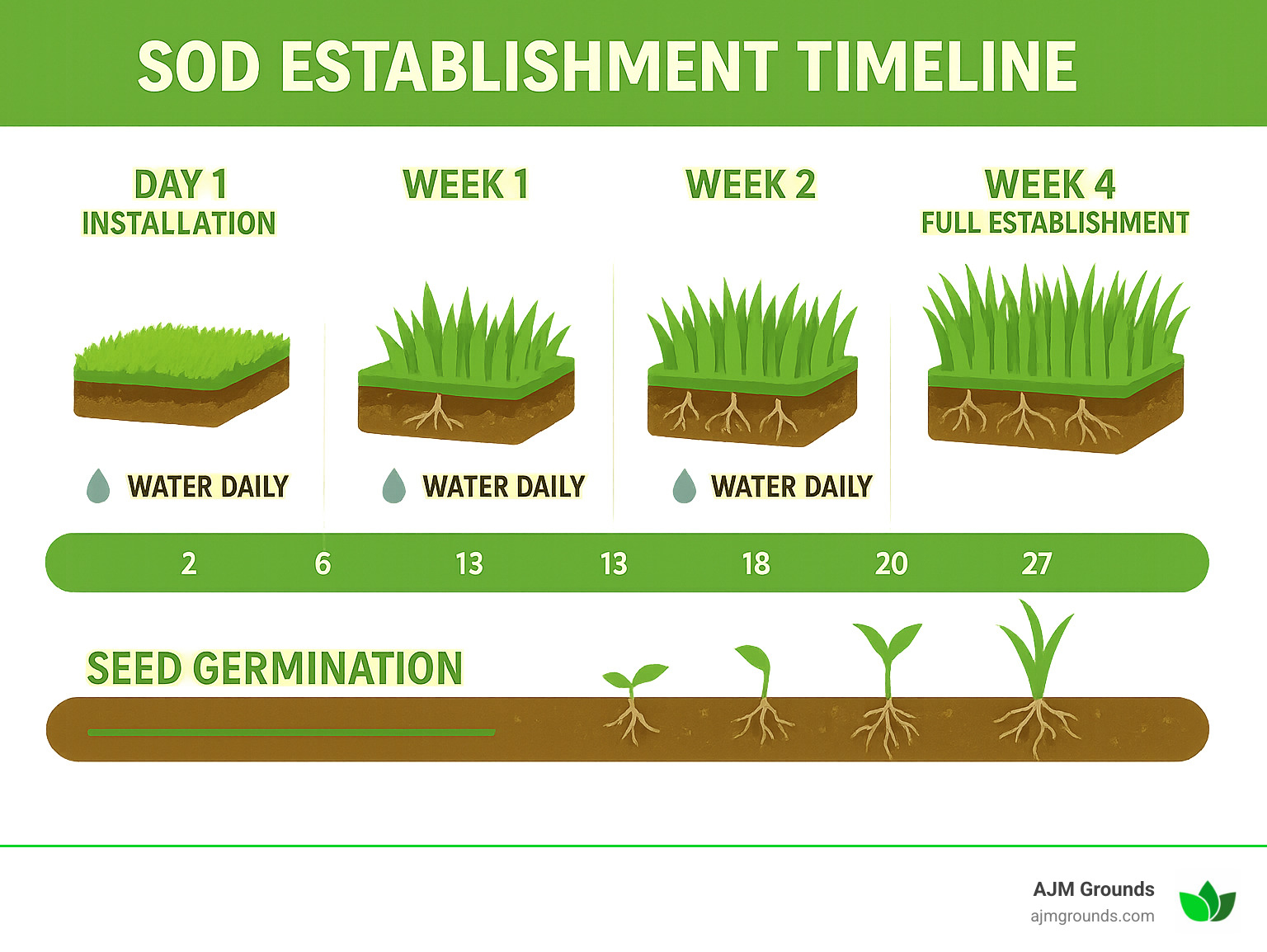 Detailed timeline infographic showing sod establishment process from day 1 installation through week 4 full establishment, including daily watering schedule, root development stages, and comparison with seed germination timeline - resod a yard infographic 