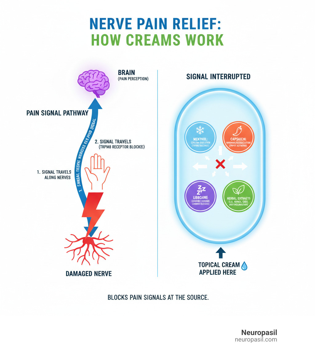 Comprehensive infographic showing how nerve pain signals travel from damaged nerves to the brain, and how topical numbing creams interrupt these signals at the main active ingredients (menthol, capsaicin, lidocaine, herbal extracts) and their mechanisms of action - nerve pain numbing cream infographic 