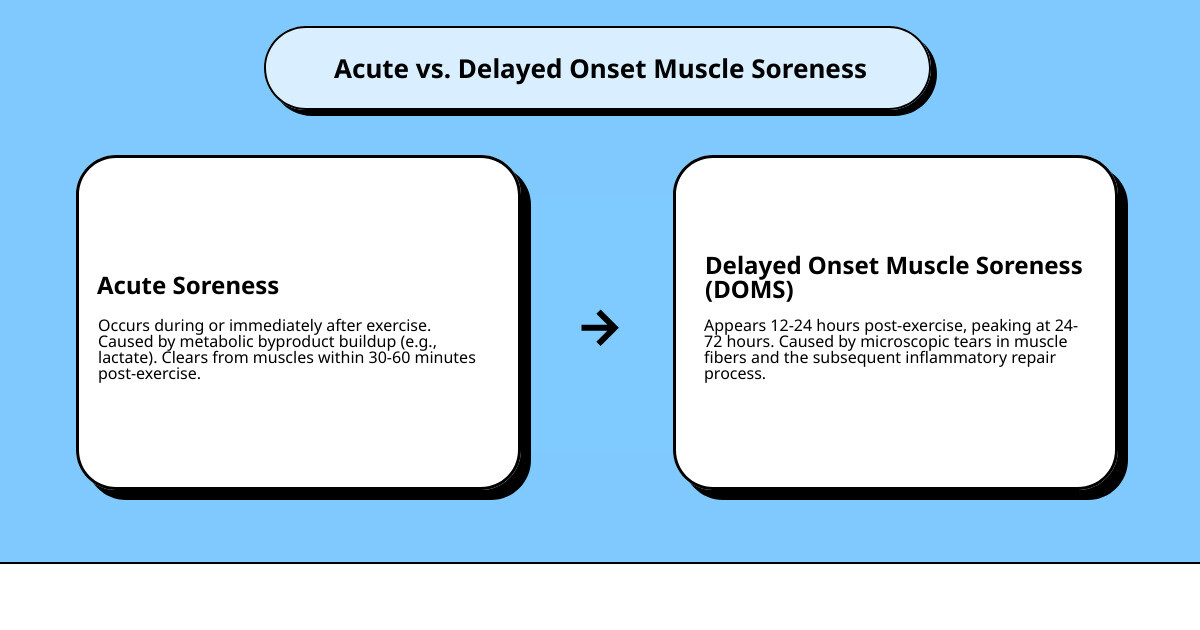 Infographic showing the timeline and causes of acute muscle soreness versus DOMS, with acute soreness occurring during exercise from metabolic stress and clearing within hours, while DOMS develops 12-24 hours post-exercise from microscopic muscle tears and inflammation, peaking at 24-72 hours - Muscle soreness infographic cause_effect_text