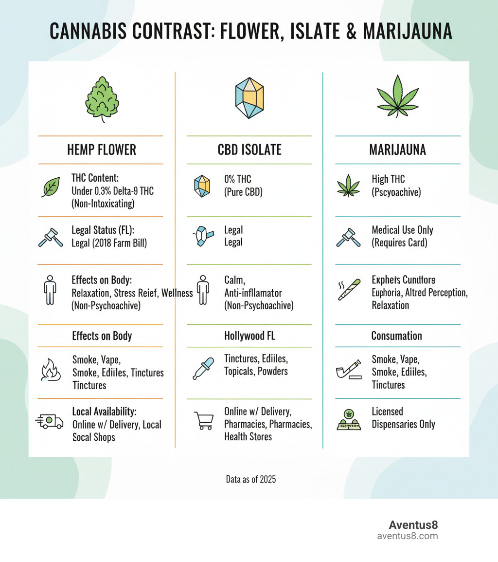 Comprehensive infographic showing the differences between hemp flower, CBD isolate, and marijuana - including THC content levels, legal status in Florida, effects on the body, popular consumption methods in Hollywood FL, and local availability options with delivery services - hemp flower infographic 