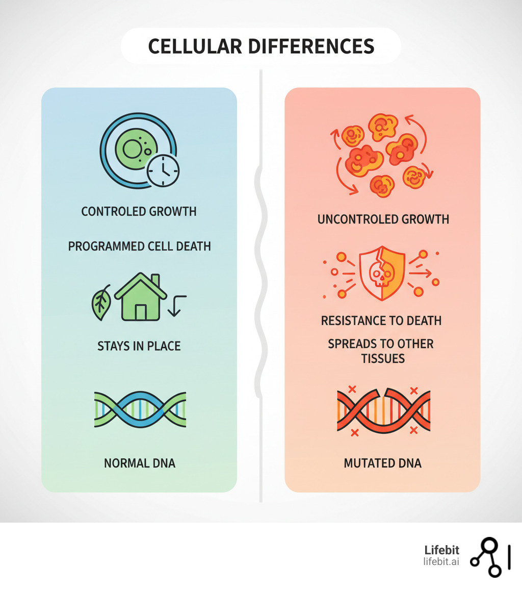 Infographic showing the key differences between normal cells and cancer cells, including controlled vs uncontrolled growth, programmed cell death vs resistance to death, staying in place vs spreading to other tissues, and normal DNA vs mutated DNA - cancer infographic 