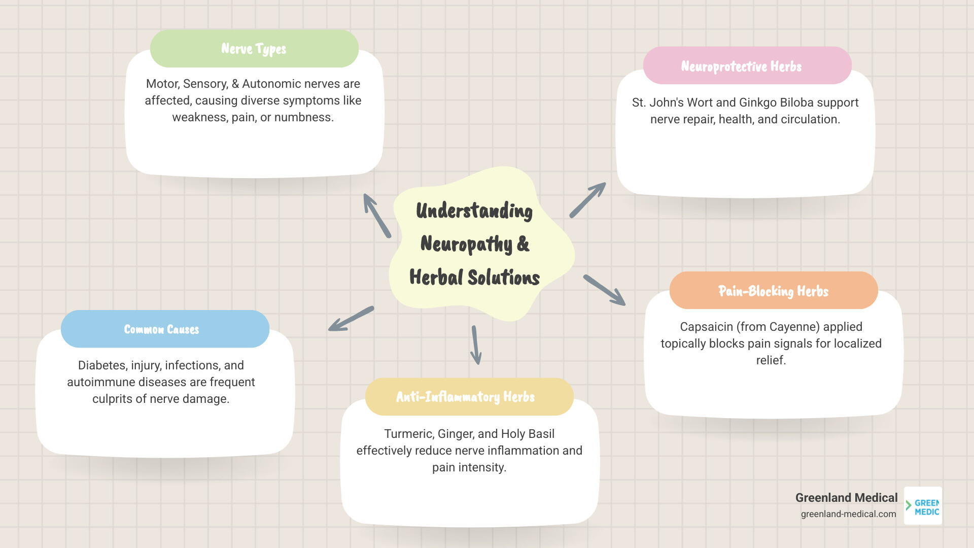 Comprehensive infographic showing the peripheral nervous system with three types of nerves (motor, sensory, autonomic), common causes of nerve damage including diabetes and injury, and top herbal remedies with their mechanisms of action for treating nerve pain naturally - herbs for nerve pain infographic mindmap-5-items
