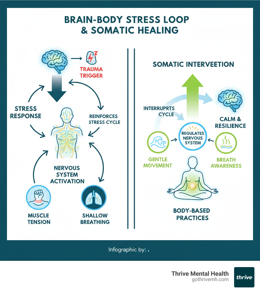 Infographic showing the feedback loop between brain and body during stress response, illustrating how trauma triggers activate the nervous system, create physical symptoms like muscle tension and shallow breathing, which then send signals back to the brain reinforcing the stress cycle, and how somatic therapy interrupts this cycle through body-based interventions - how somatic therapy works infographic 