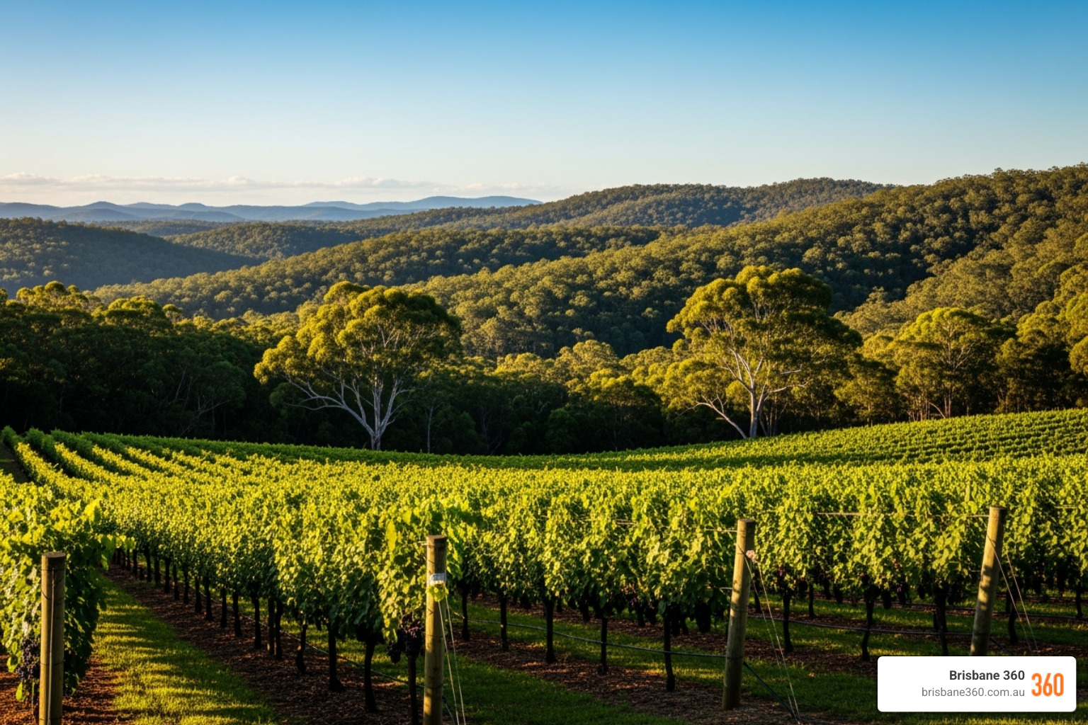 scenic vineyard Gold Coast Hinterland - coach hire for winery tours