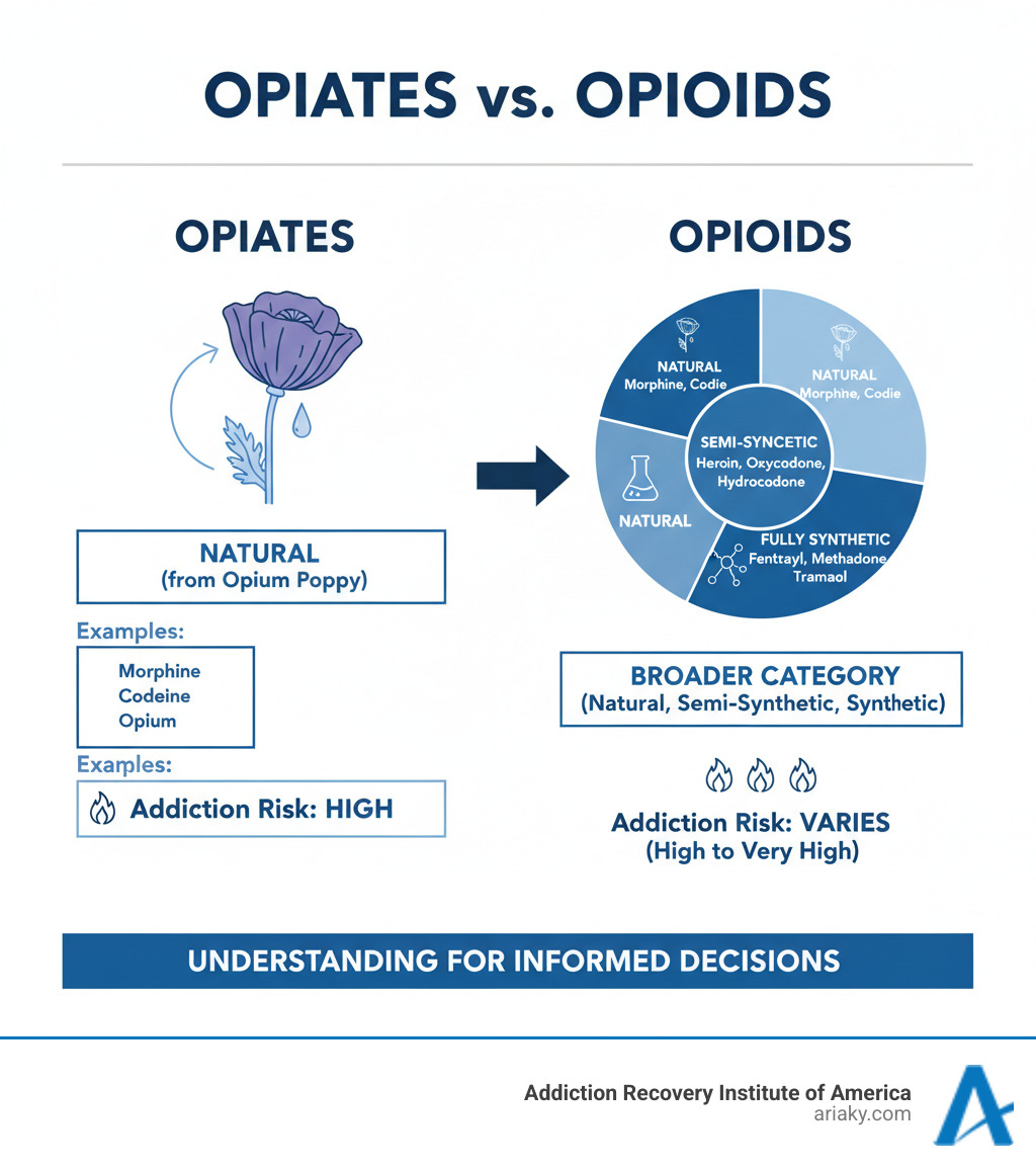 Detailed infographic showing the classification of opiates as natural drugs from opium poppy versus opioids as the broader category including natural, semi-synthetic, and fully synthetic substances, with examples and addiction risk levels for each category - opiates infographic 