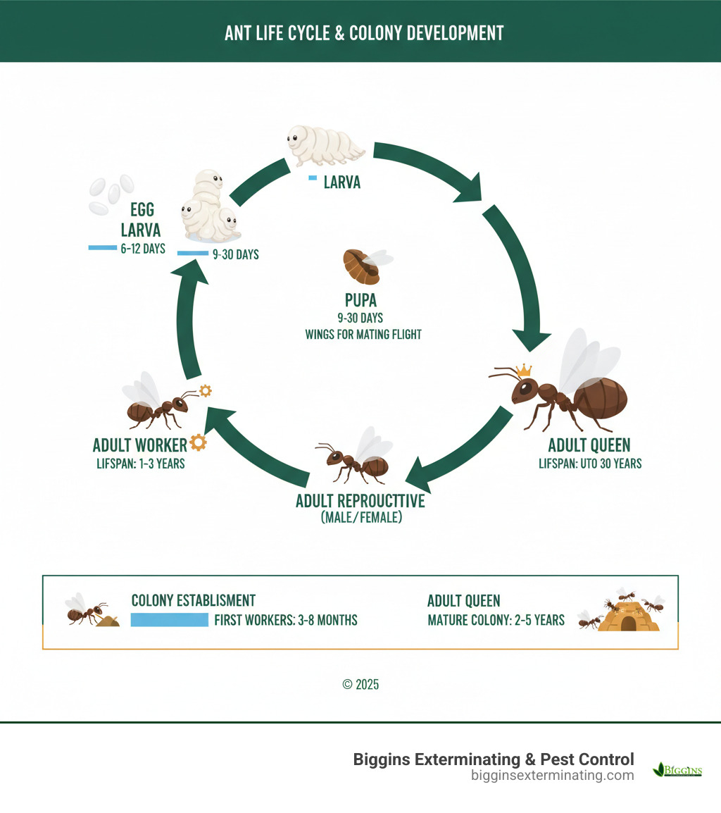 Infographic showing the complete ant life cycle from egg through larva and pupa stages to adult worker, reproductive, and queen ants, with timeline indicators showing development periods and colony establishment process - Professional ant control services infographic Infographic showing the complete ant life cycle from egg through larva and pupa stages to adult worker, reproductive, and queen ants, with timeline indicators showing development periods and colony establishment process - Professional ant control services infographic