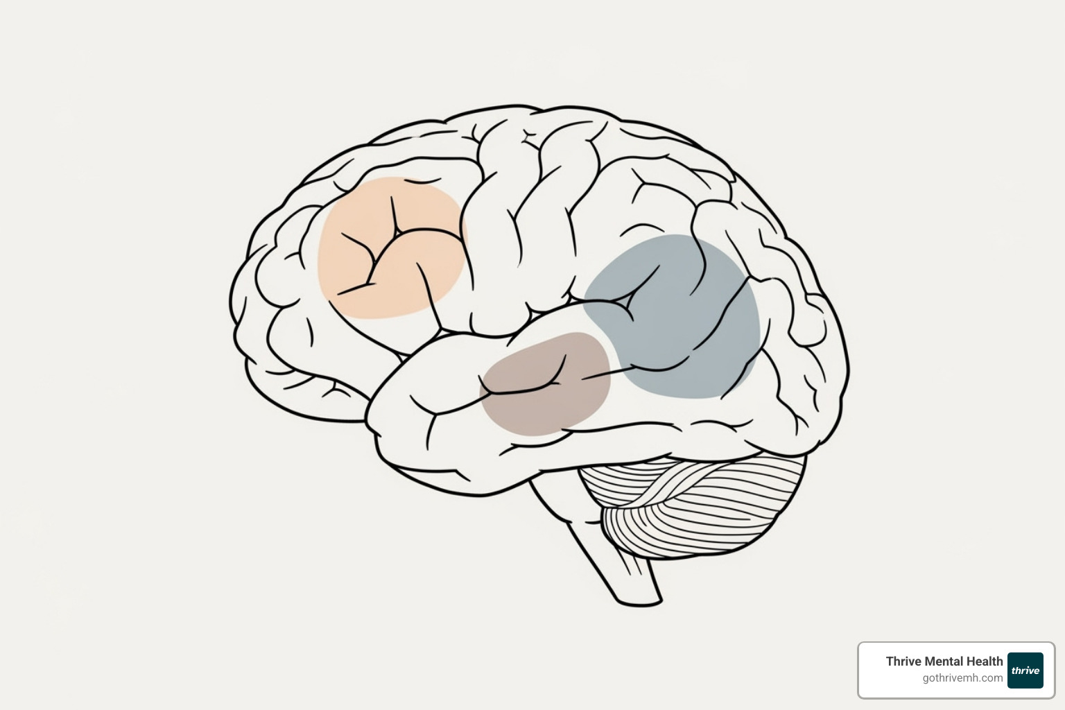 A simplified brain diagram highlighting the amygdala (emotional processing, fear), hippocampus (memory, learning), and prefrontal cortex (executive functions, decision-making), illustrating how childhood trauma impacts these key areas. - childhood trauma
