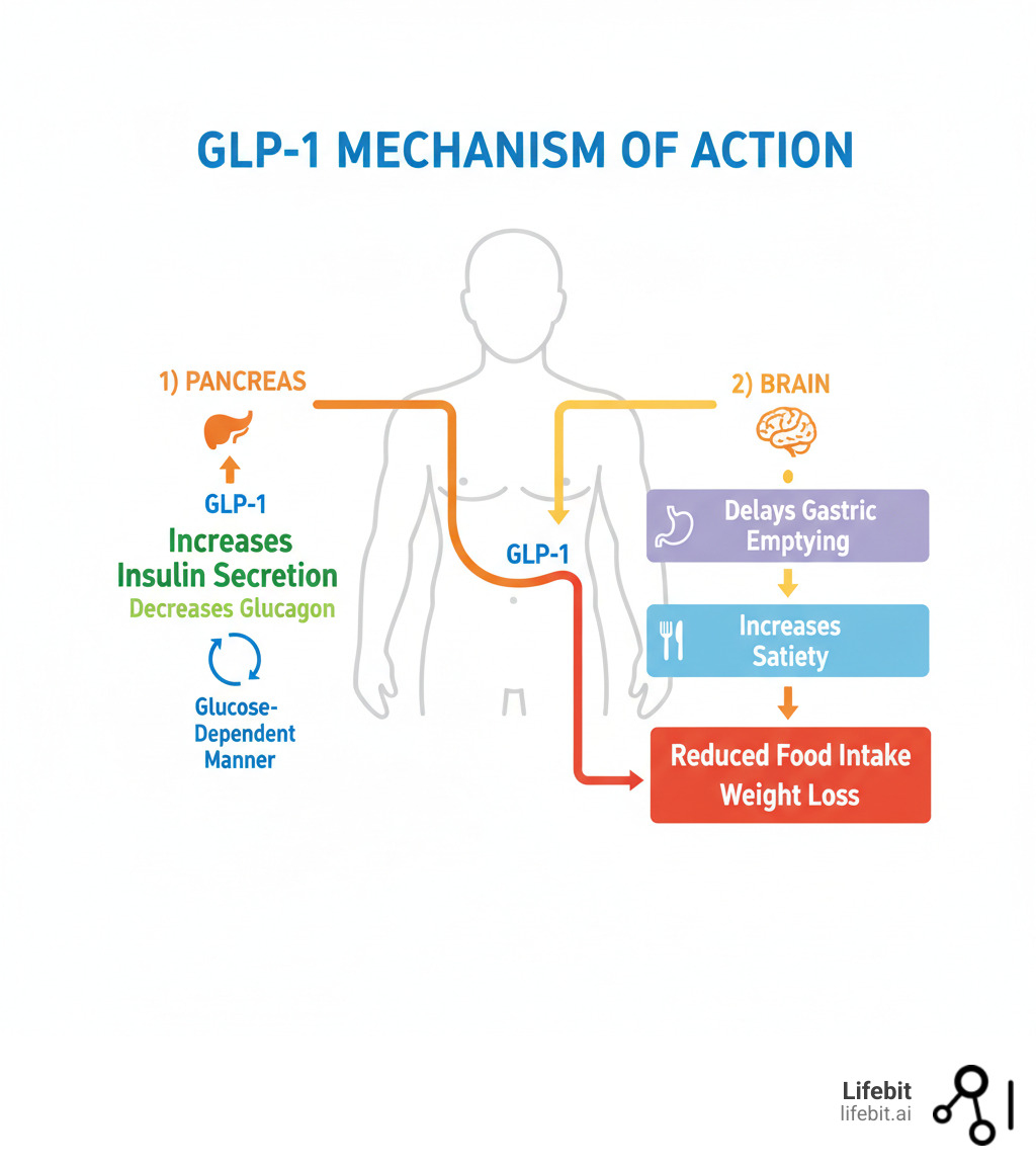 Infographic showing GLP-1 mechanism of action with two pathways: 1) Pancreas - increases insulin secretion and decreases glucagon in glucose-dependent manner, 2) Brain - delays gastric emptying and increases satiety, leading to reduced food intake and weight loss - GLP-1 clinical trials infographic 