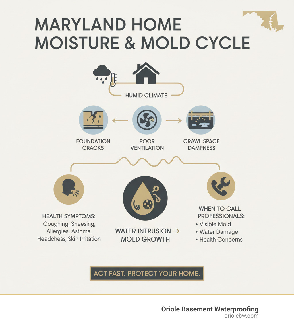 Infographic showing the connection between Maryland's humid climate, common moisture entry points in homes (foundation cracks, poor ventilation, crawl space dampness), and the progression from water intrusion to mold growth, including health symptoms and when to call professionals - mold remediation maryland infographic 