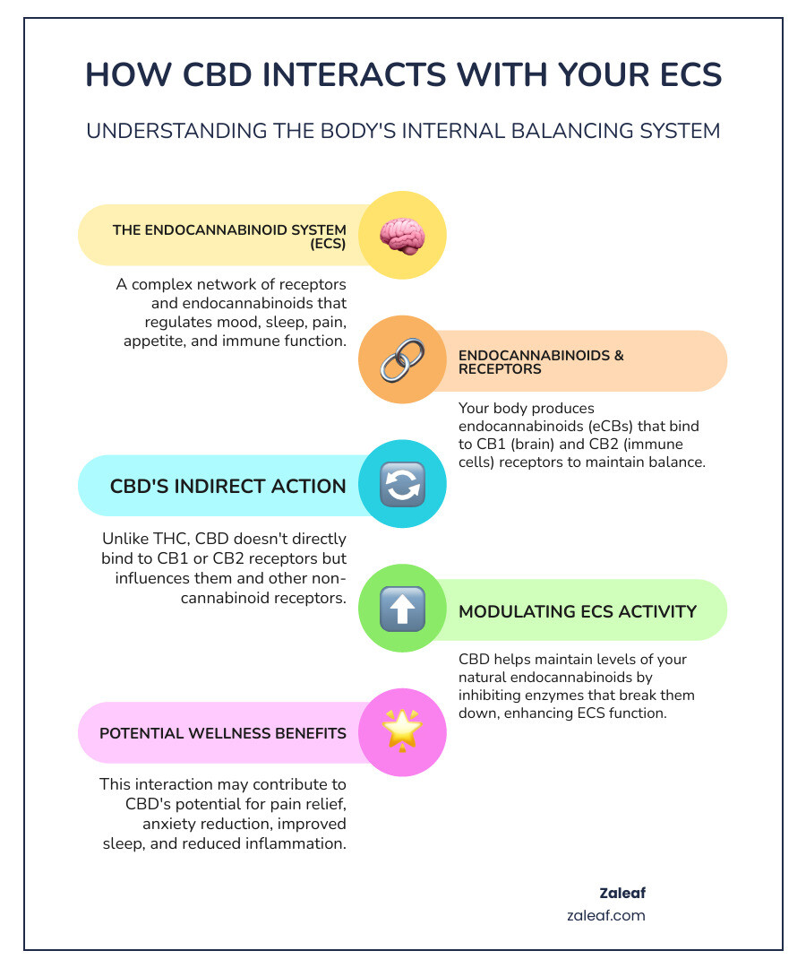 Infographic showing the endocannabinoid system with CB1 and CB2 receptors throughout the human body, illustrating how CBD interacts with these receptors to potentially provide benefits for pain, anxiety, sleep, and inflammation - cbd oil benefits infographic infographic-line-5-steps-colors