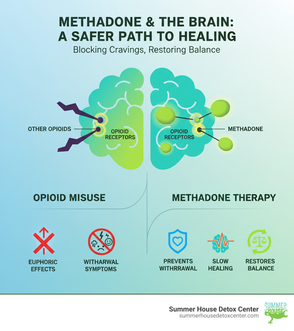 Infographic showing how methadone binds to opioid receptors in the brain, preventing withdrawal symptoms while blocking the euphoric effects of other opioids, allowing the brain to slowly heal and restore natural balance - why is methadone used to detox infographic  Infographic showing how methadone binds to opioid receptors in the brain, preventing withdrawal symptoms while blocking the euphoric effects of other opioids, allowing the brain to slowly heal and restore natural balance - why is methadone used to detox infographic