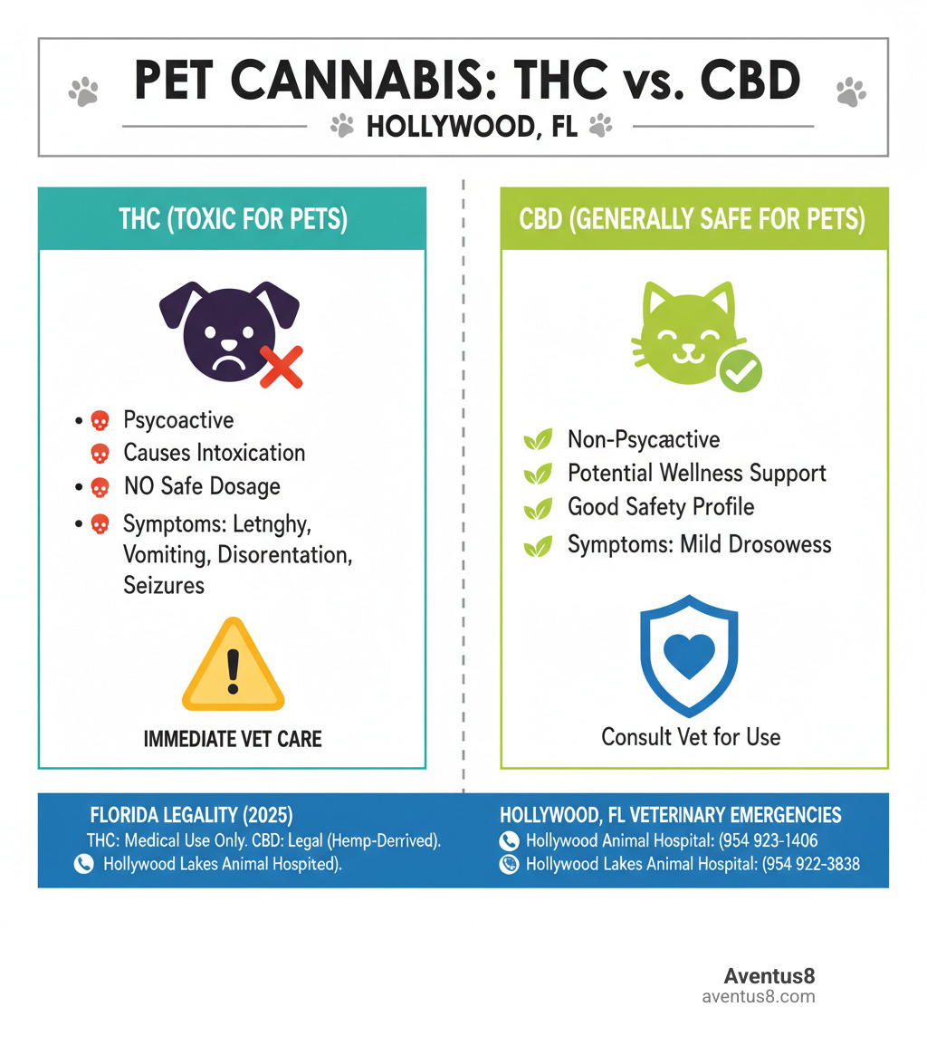 Infographic showing the key differences between THC and CBD for pets, including toxicity risks of THC versus safety profile of CBD, with Florida-specific legal information and emergency contact numbers for Hollywood, FL veterinarians - THC pet treats infographic 