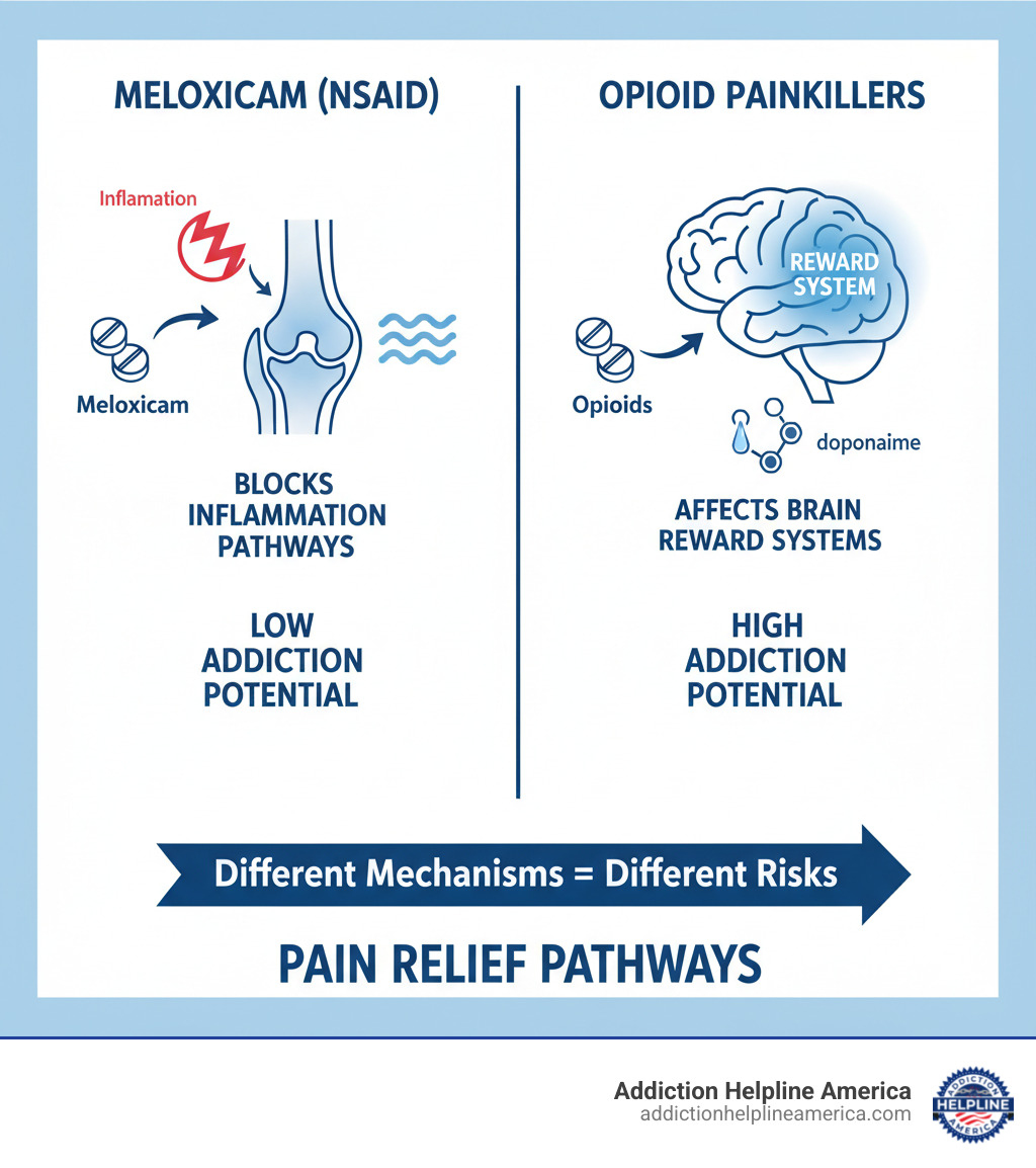 Infographic showing how NSAIDs like meloxicam block inflammation pathways while opioids affect brain reward systems, illustrating why meloxicam has low addiction potential compared to opioid painkillers - is the drug meloxicam addictive infographic 