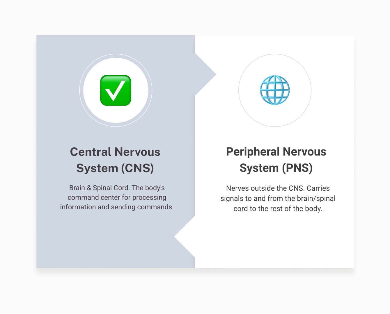 Infographic explaining the difference between the central and peripheral nervous systems - treatment of peripheral neuropathy of the feet infographic comparison-2-items-formal