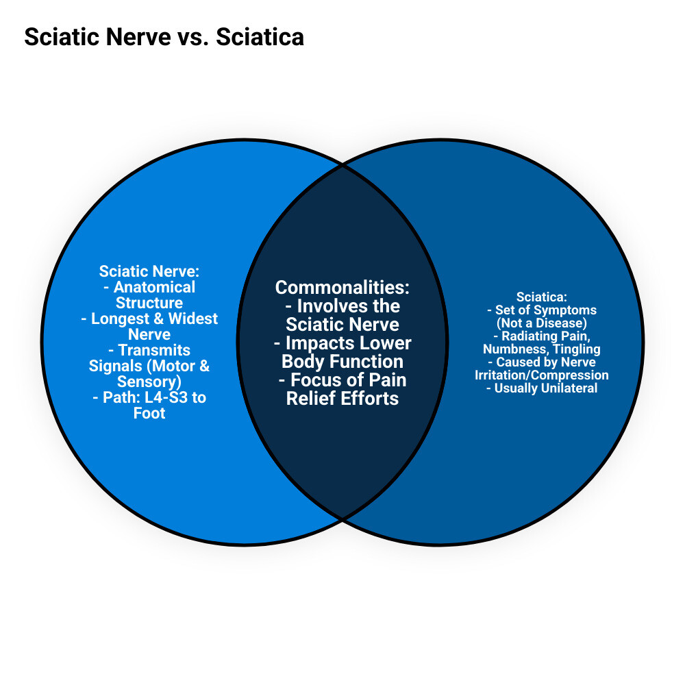 Infographic showing the sciatic nerve pathway from L4-S3 nerve roots in the lower spine, through the greater sciatic notch in the pelvis, down through the buttocks and posterior thigh, branching at the knee into the tibial nerve and common peroneal nerve, with labels indicating motor function (muscle control) and sensory function (feeling and sensation) throughout the leg and foot - sciatic nerve infographic venn_diagram