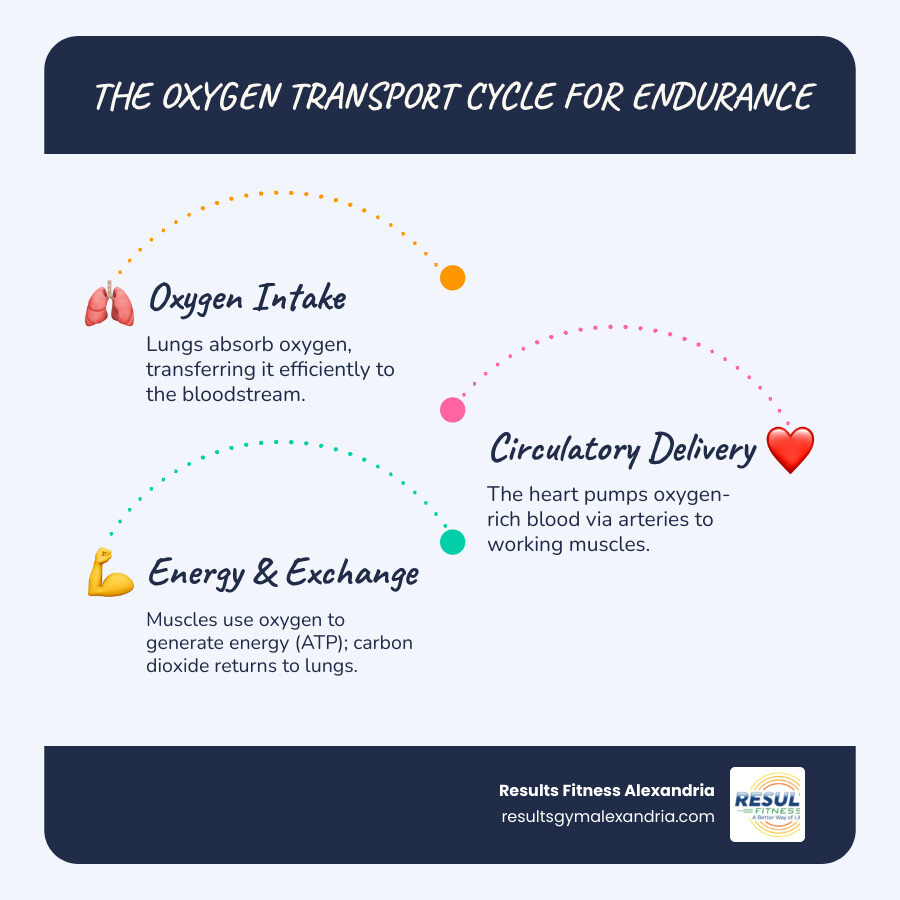 Infographic showing how cardiovascular endurance works: oxygen flows from the lungs to the heart, which pumps oxygen-rich blood through arteries to working muscles, where mitochondria convert oxygen into ATP energy for muscle contractions, while carbon dioxide returns through veins to be exhaled - build cardiovascular endurance infographic infographic-line-3-steps-blues-accent_colors Infographic showing how cardiovascular endurance works: oxygen flows from the lungs to the heart, which pumps oxygen-rich blood through arteries to working muscles, where mitochondria convert oxygen into ATP energy for muscle contractions, while carbon dioxide returns through veins to be exhaled - build cardiovascular endurance infographic infographic-line-3-steps-blues-accent_colors