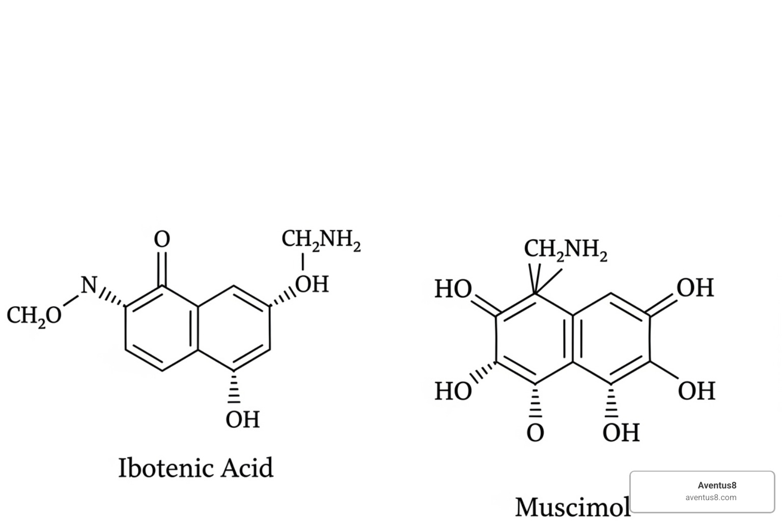 chemical structures of Ibotenic Acid and Muscimol - amanita muscaria chemical structures of Ibotenic Acid and Muscimol - amanita muscaria