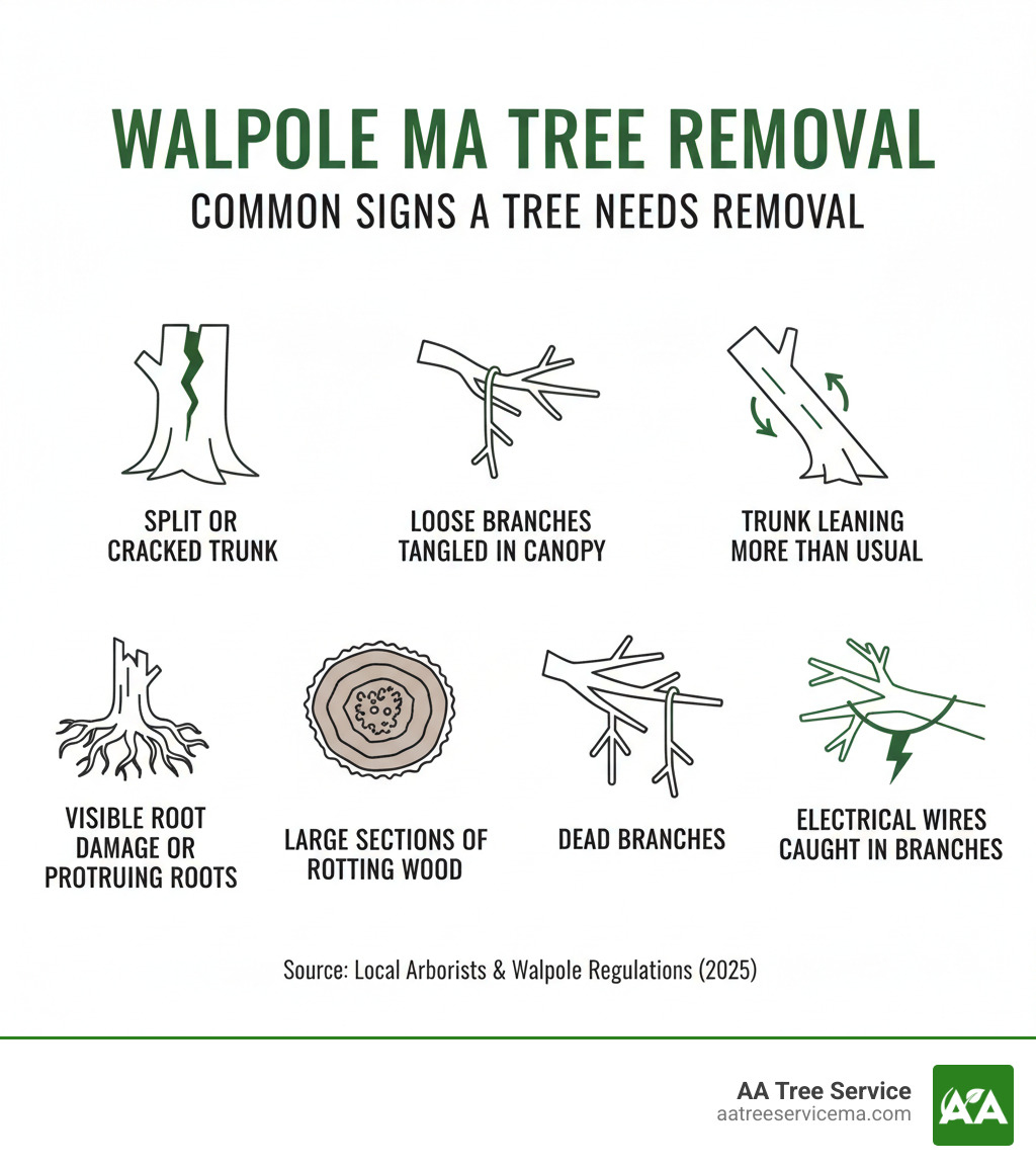 Infographic showing common signs a tree needs removal in Walpole MA: split or cracked trunk, loose branches tangled in canopy, trunk leaning more than usual, visible root damage or protruding roots, large sections of rotting wood, dead branches, and electrical wires caught in branches - Tree Removal Walpole MA infographic Infographic showing common signs a tree needs removal in Walpole MA: split or cracked trunk, loose branches tangled in canopy, trunk leaning more than usual, visible root damage or protruding roots, large sections of rotting wood, dead branches, and electrical wires caught in branches - Tree Removal Walpole MA infographic