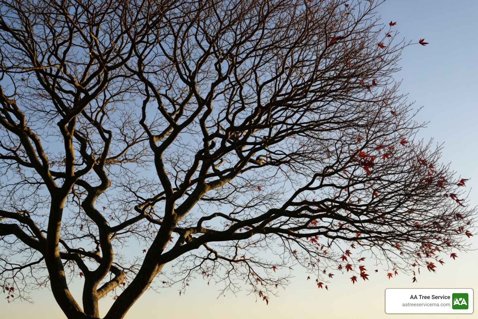 leafless Japanese maple in winter, highlighting its intricate branch structure - japanese maple tree pruning leafless Japanese maple in winter, highlighting its intricate branch structure - japanese maple tree pruning